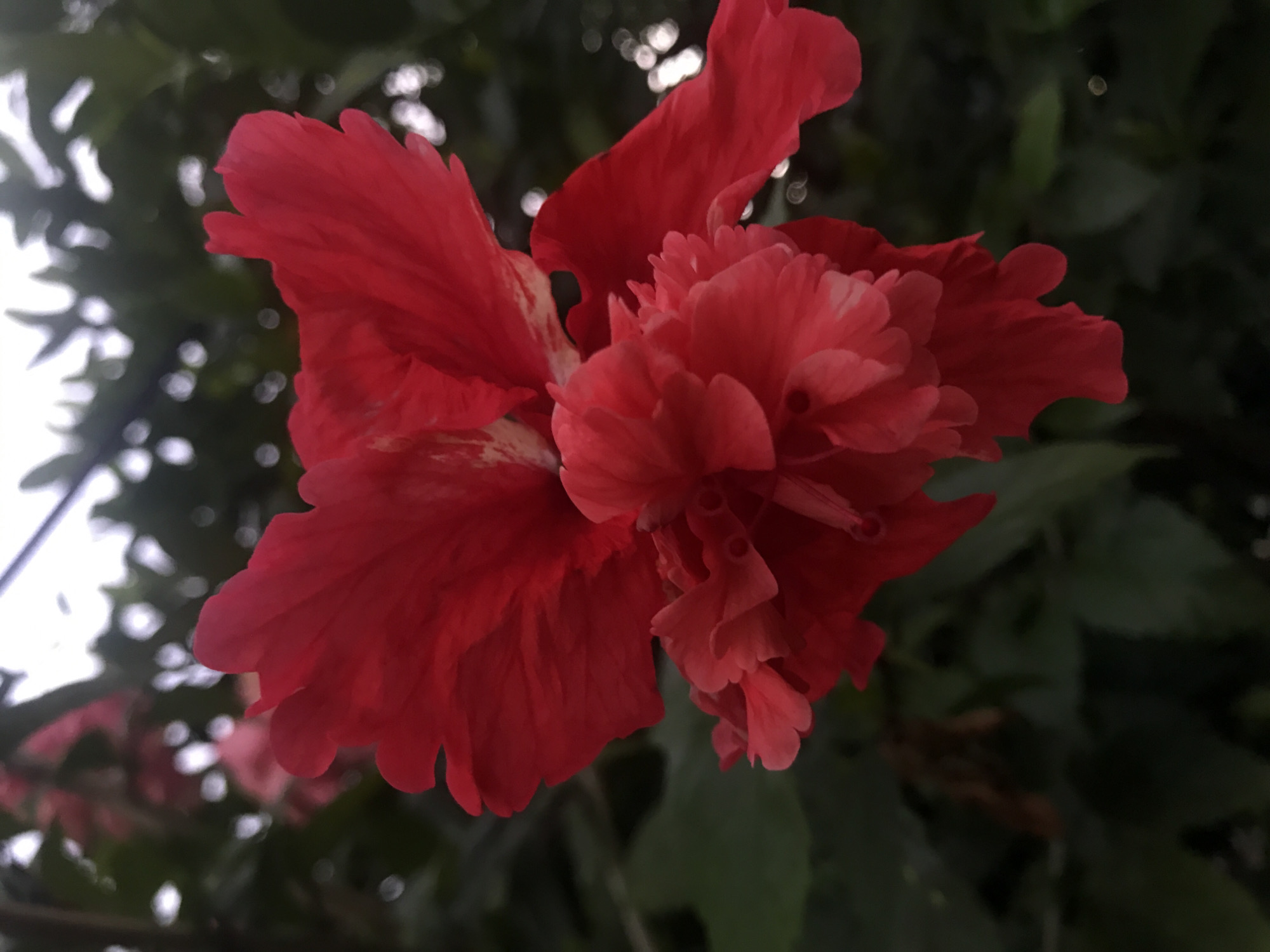 A close-up, low-angle, vertical shot captures a vibrant red double hibiscus flower in full bloom. The flower, positioned slightly off-center to the right, is the primary subject, its ruffled petals and complex structure taking center stage. Some petals display subtle white variegation. The background consists of out-of-focus green foliage and bright, bokeh-like highlights, suggesting an outdoor environment, possibly a garden or natural setting. The lighting appears to be natural, with a soft glow illuminating the flower. There are no people or animals visible in the image. The scene is located in Baan Mae Nam, Thailand, a rural village known for its natural beauty and tropical flora.