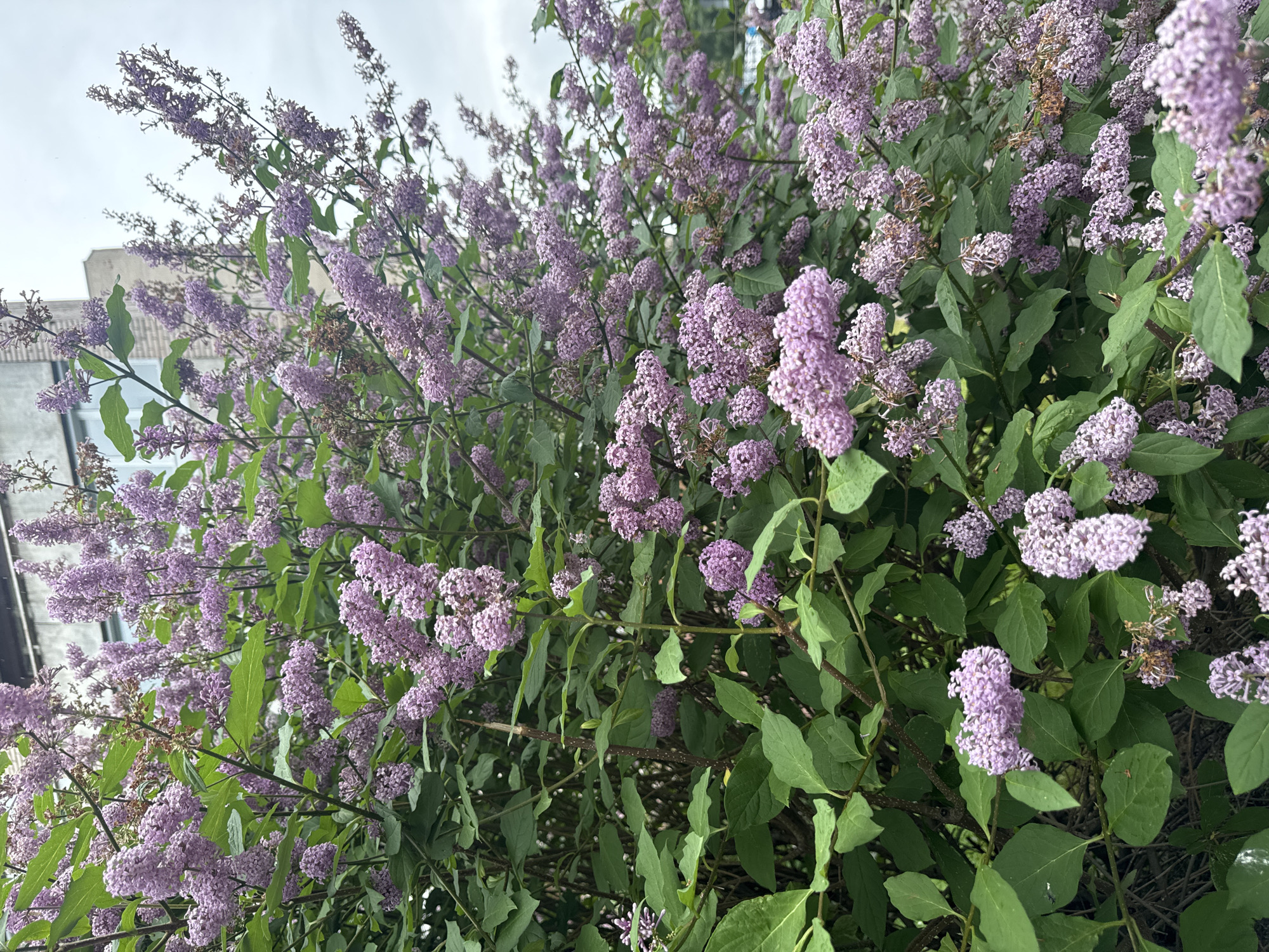 In Saint Petersburg, Russia, a dense bush of blooming lilac flowers with abundant light purple blossoms and green leaves occupies the foreground of the image. The bush is situated in front of a weathered, light-colored building with visible window frames, suggesting an urban or semi-urban setting. The sky is overcast and appears to be a pale gray. The image is a close-up shot, focusing on the texture and color of the lilac flowers and foliage. No people or animals are visible in the scene.