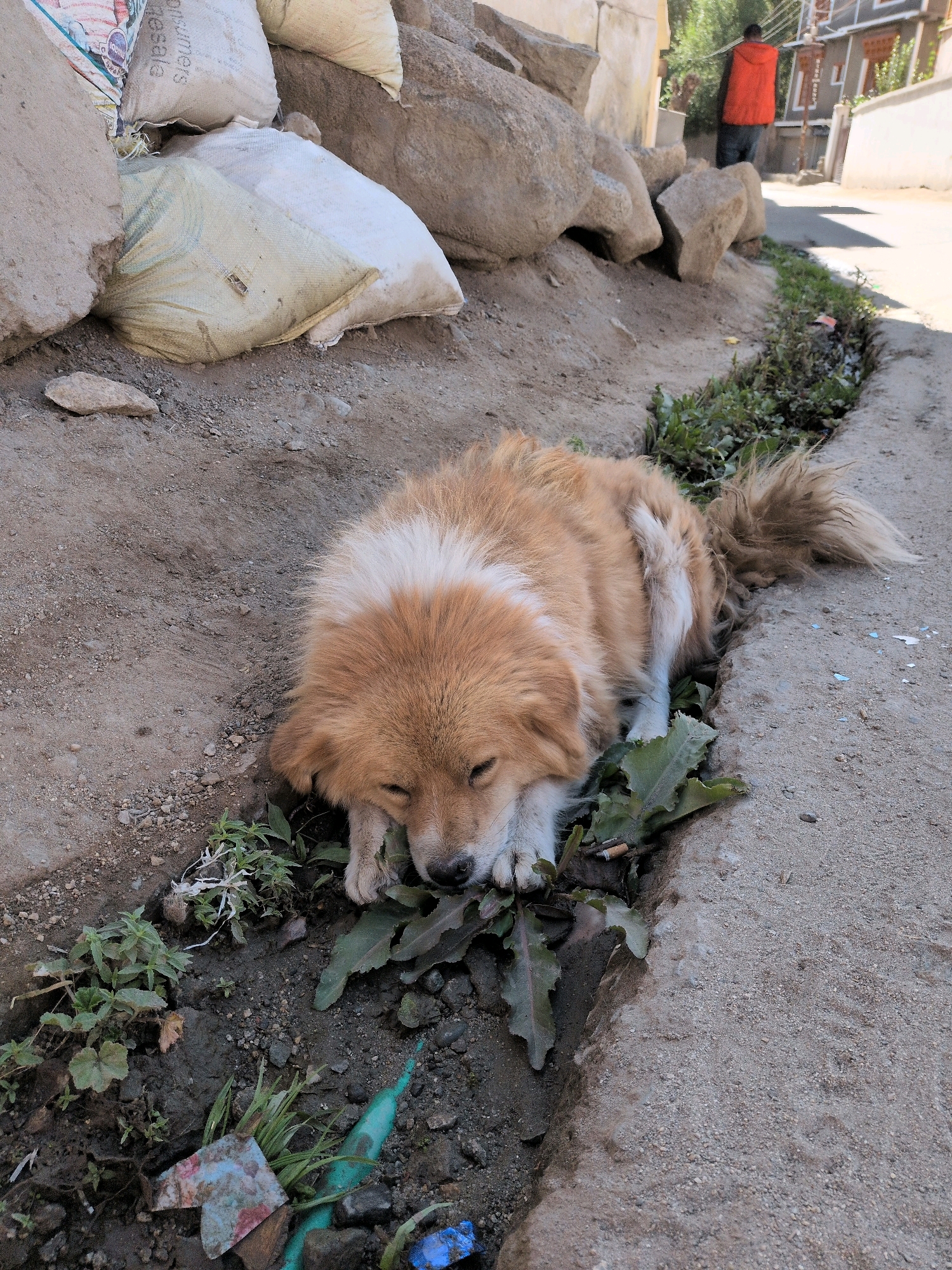 A medium-sized, tan and white dog with shaggy fur is lying down in a narrow, dry ditch in what appears to be a street in Leh, India. The dog is resting its head on the ground, with its eyes closed. The ditch contains some green weeds and scattered debris, including a cigarette butt and pieces of colorful plastic. In the background, a person wearing a bright orange vest and dark pants walks away from the camera. The environment is dusty and appears to be an outdoor urban setting, with large rocks and sacks of material piled on the left side of the image. Buildings and a street are visible in the distance.
