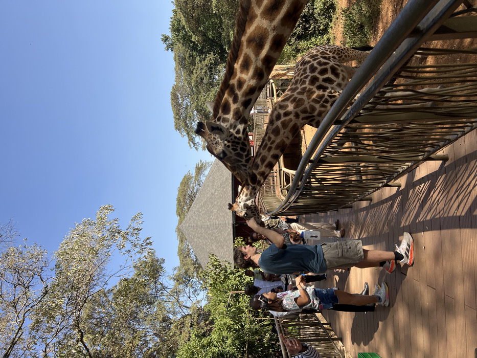 The image depicts a daytime outdoor scene at the Giraffe Centre in Nairobi, Kenya, where individuals are interacting with Rothschild's giraffes on an elevated wooden platform.
A young Caucasian male, approximately 20-30 years old, wearing a dark teal t-shirt, khaki shorts, and white athletic shoes with orange accents, stands centrally on the wooden platform. He extends his right hand towards the head of a Rothschild's giraffe, appearing to feed it. A white plastic bottle or container is held in his left hand. To his immediate left, a young Asian female, approximately 20-30 years old, wearing a light-colored floral top, denim shorts, and white athletic shoes, stands observing the interaction. Other individuals, partially visible behind them and further along the platform, are also present, some appearing to engage with the giraffes.
Three Rothschild's giraffes are visible at the railing of the platform. One giraffe's head and upper neck are directly in front of the central male, accepting food. A second giraffe's head and neck are visible behind and to the right of the first, also positioned near the railing. A third, smaller giraffe's body and lower neck are visible below the platform, adjacent to the railing. All giraffes display characteristic brown patches on a cream-colored coat.
The feeding platform is constructed of dark wood planks, with a dark metal railing separating the people from the giraffes. In the background, an octagonal building with a dark shingled roof is visible amidst lush green trees and foliage. The sky is clear and bright blue, indicating a sunny day, with strong shadows cast by the railing onto the wooden platform. The ground beneath the platform consists of reddish-brown earth.