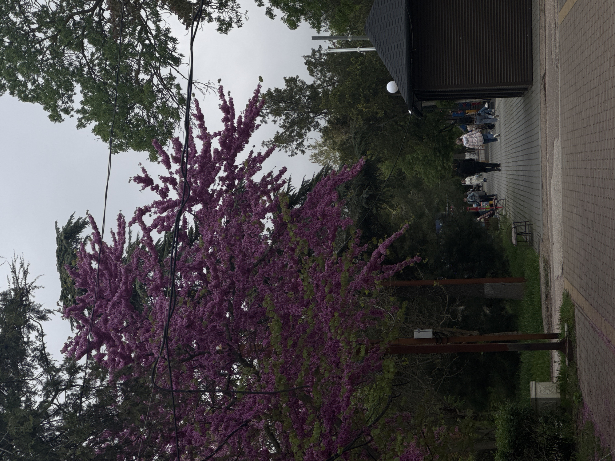 The image captures a scene in Yevpatoriya, Ukraine. In the foreground, a vibrant purple-flowered tree stands prominently, intertwined with power lines. Behind the tree are other green trees and bushes. In the background, a brick-paved pathway stretches along the right side of the image, alongside a small building or kiosk with a black awning. Several people are visible walking along the pathway, some appearing to be vendors or shoppers. The sky is overcast, indicating a cloudy day.