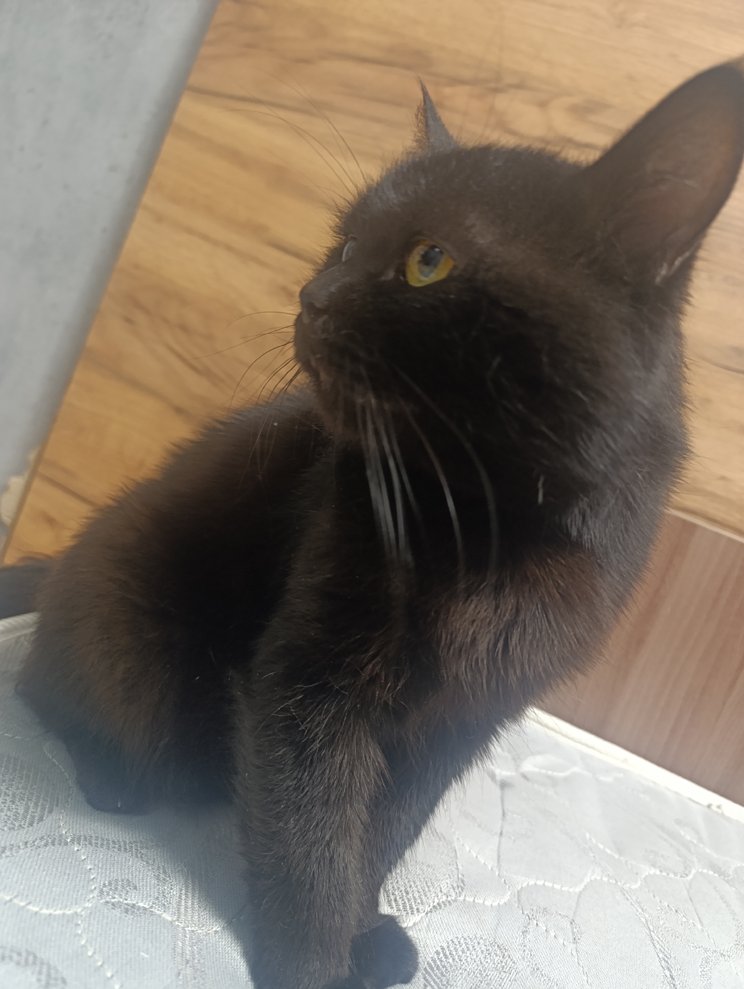 A black cat with yellow eyes is sitting on a white quilted surface. The cat is facing to the left and looking away from the camera. The background consists of a wooden surface and a grey wall. The image appears to have been taken indoors. There is no information that allows for the localization of this image in Zlatopil, Ukraine.