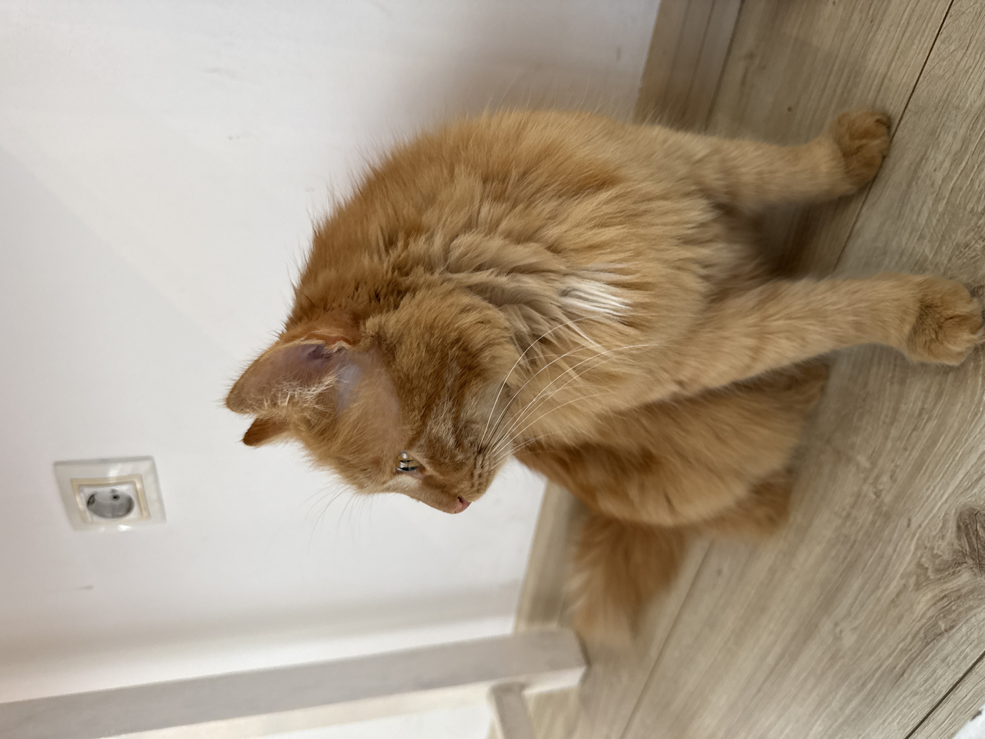 A ginger cat is sitting on a light-colored wooden floor, near a white wall with an electrical outlet. The location is likely inside a building in Berkovitsa, Bulgaria. The cat is looking down and to the left.