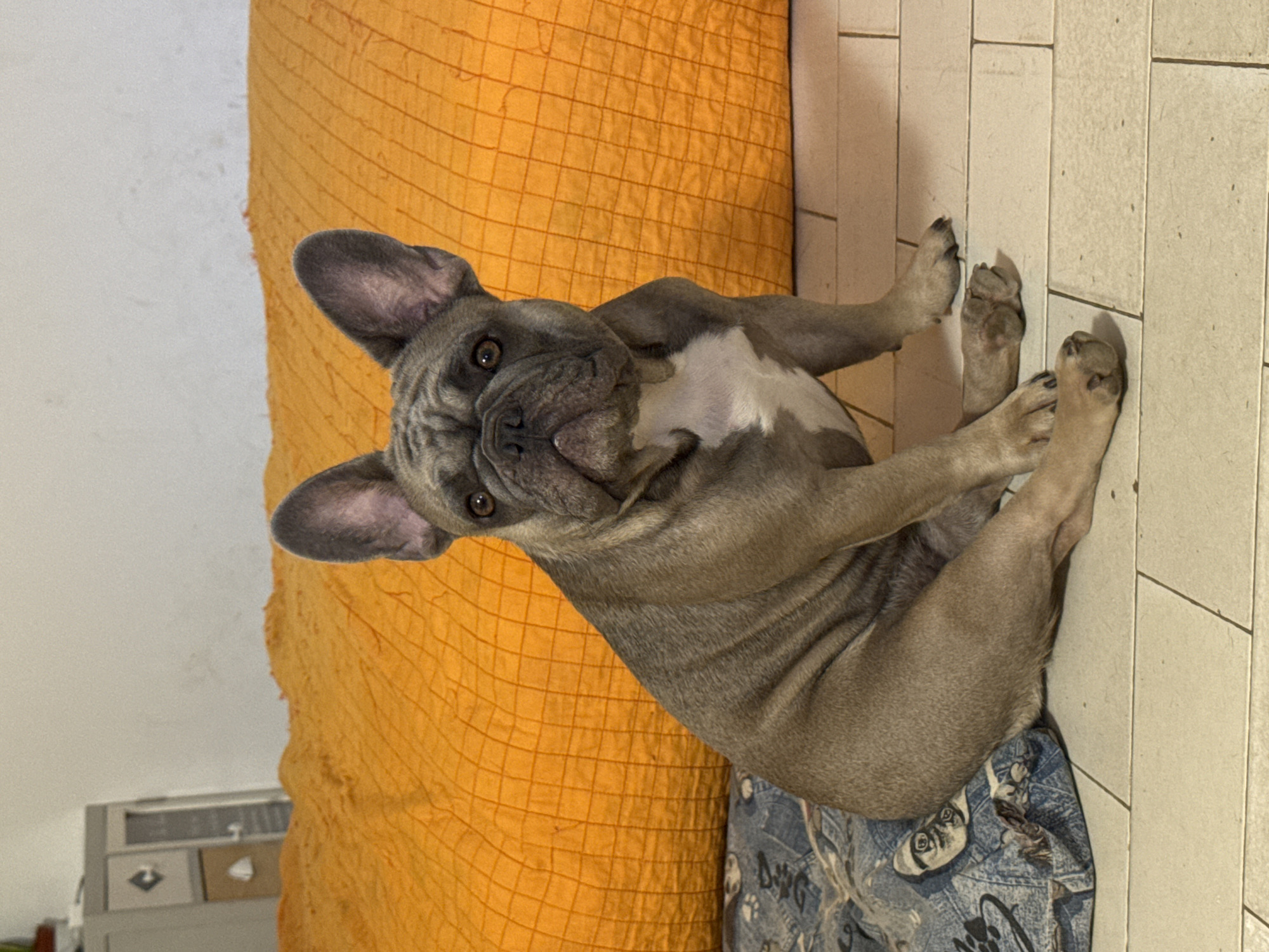 A fawn French Bulldog with a white chest sits on a blue patterned blanket on a tiled floor. Behind the dog is a large, textured, bright orange cushion, which appears to be a bed or sofa. To the left of the cushion, partially visible, is a grey cabinet with a white door and handle. The room is lit, and the overall impression is of an indoor domestic setting. The scene is located in San Benedetto del Tronto, Italy.