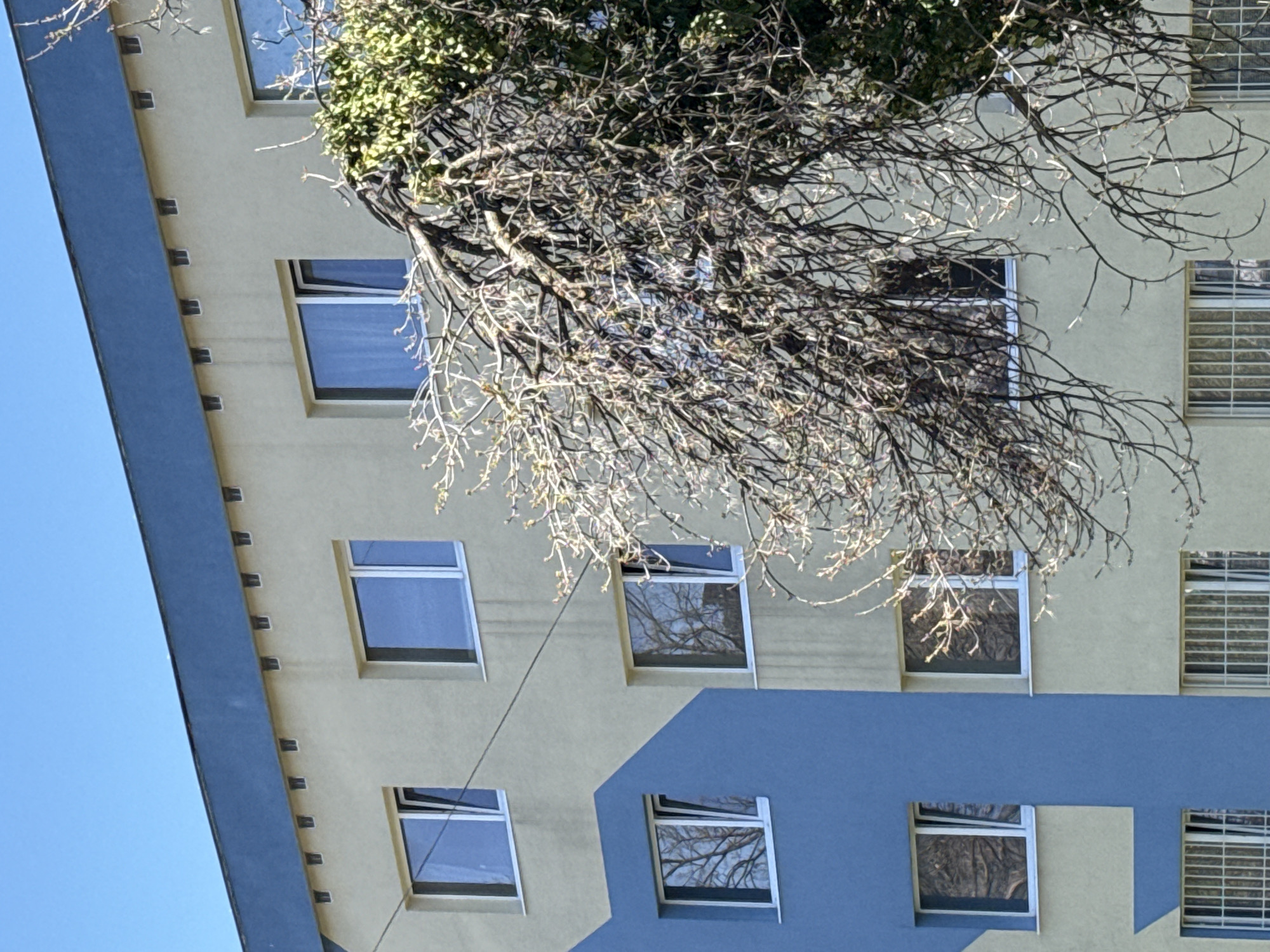 A photograph of a building in Sofia, Bulgaria, showing a multi-story building with light yellow and blue painted sections. The building has square windows; some are open slightly. A bare tree with some green foliage partially obscures the building, casting shadows on the wall. The sky is visible on the left side of the frame.