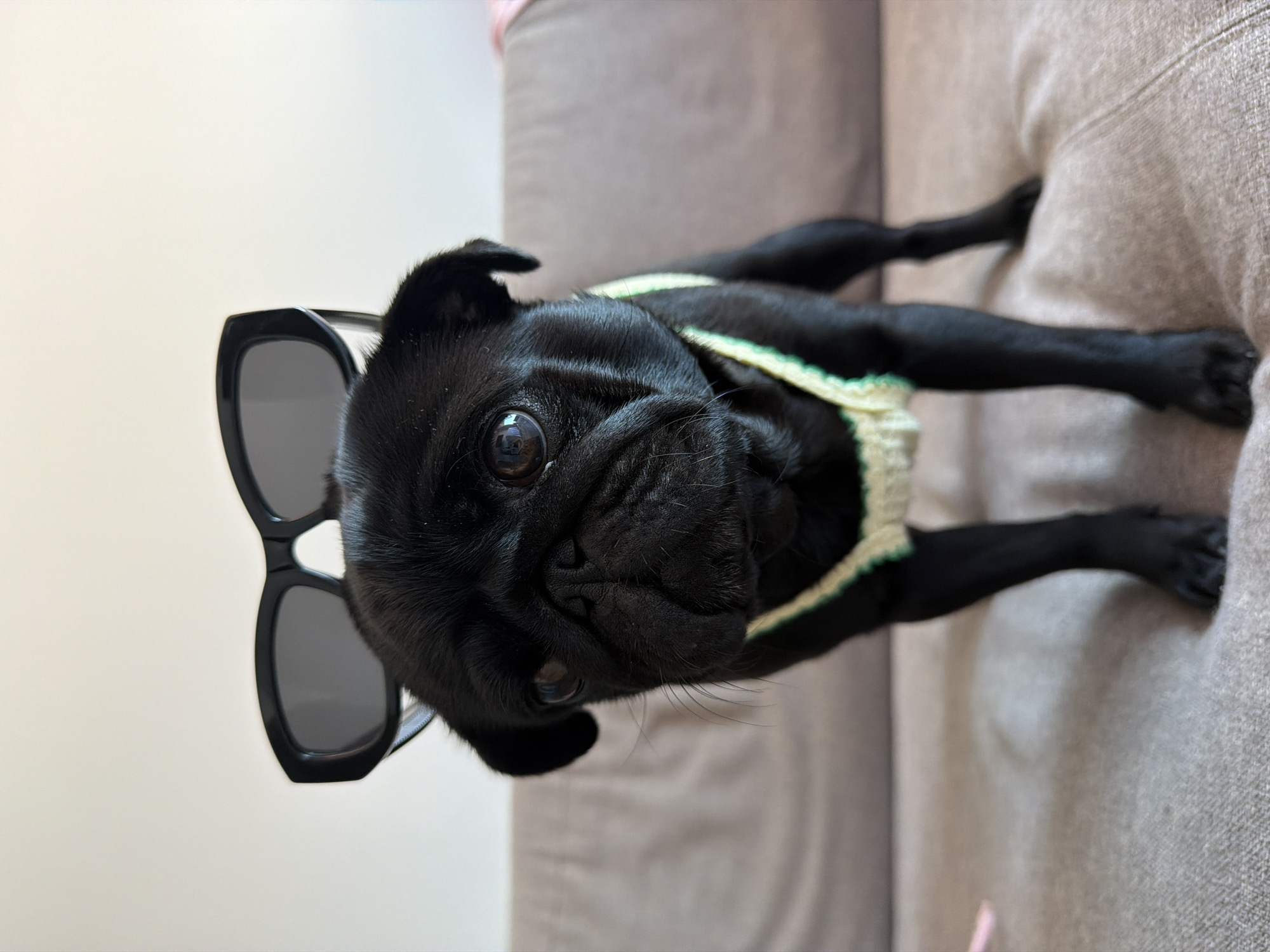 A black pug dog with sunglasses perched on its head and wearing a crocheted sweater stands on a light brown couch. The dog's face is wrinkled, and its eyes are dark and reflective. The sunglasses are black and oversized. The sweater is cream-colored with green trim. The background is blurry, showing more of the couch and a hint of a wall. The lighting suggests an indoor setting, possibly a home. The image does not contain any details that would indicate a location in Sirius, Russia.