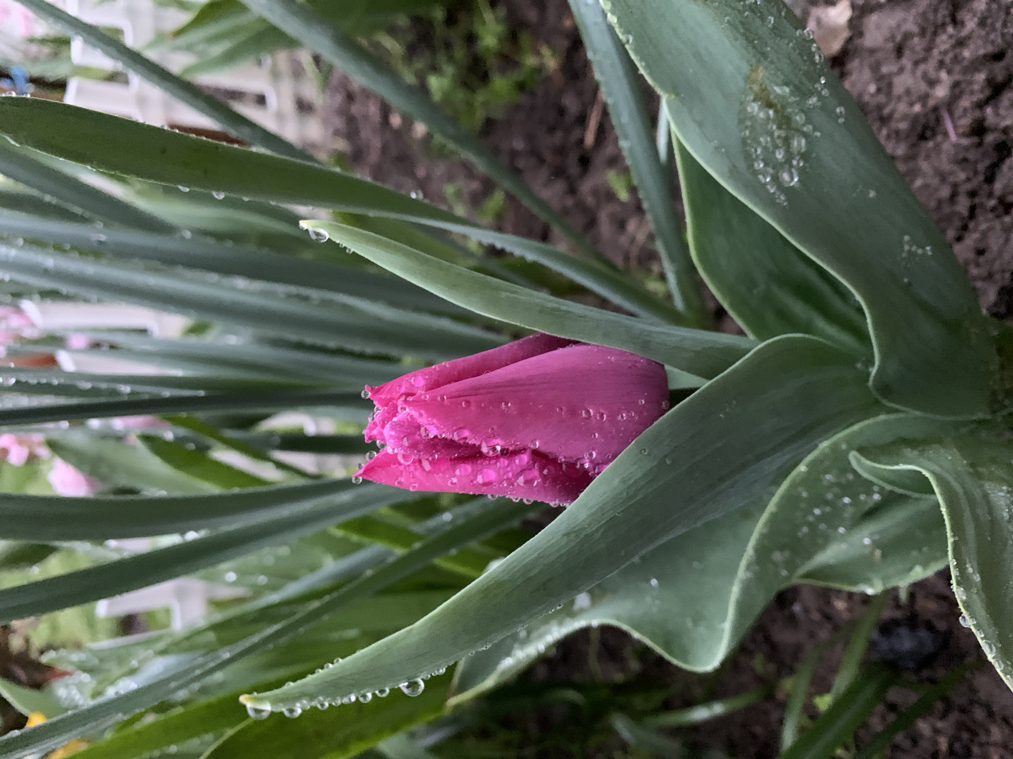 The image depicts a close-up of a pink tulip bud surrounded by green leaves, all covered with water droplets. The background consists of soil and foliage. A white picket fence is partially visible in the distance. The location is not identifiable in the image.