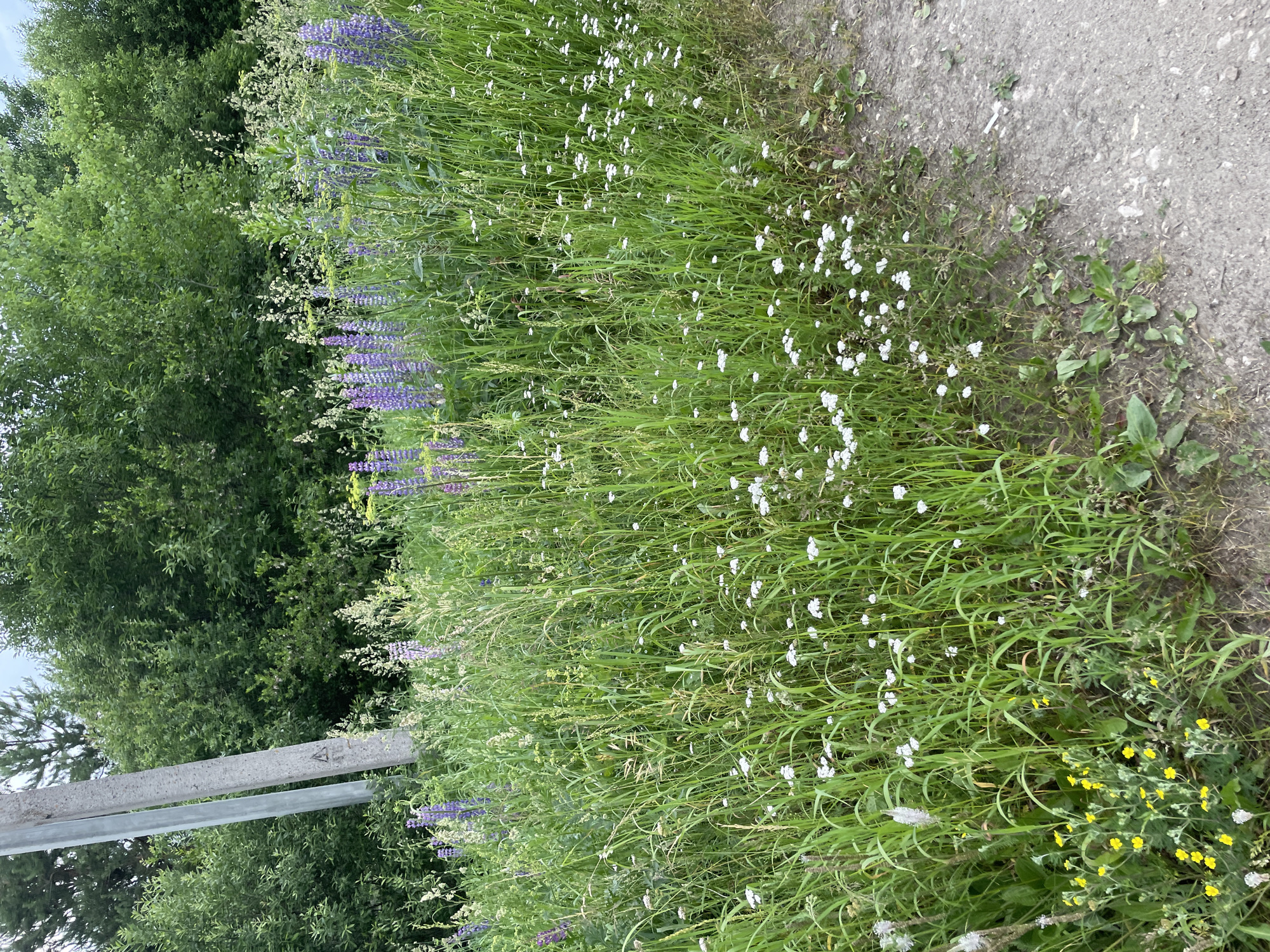 A concrete utility pole stands near the left edge of the frame, partially obscured by lush green foliage. Behind the pole and extending across the upper portion of the image is a dense stand of trees. In the foreground and midground, a variety of wildflowers are in bloom, with prominent purple lupines and smaller white flowers dotting the landscape. The flowers are interspersed with tall, green grasses. The ground to the right of the vegetation is a gravelly path. The scene appears to be a natural, uncultivated area within the city of Prudy, Russia, possibly along a roadside or in a field.