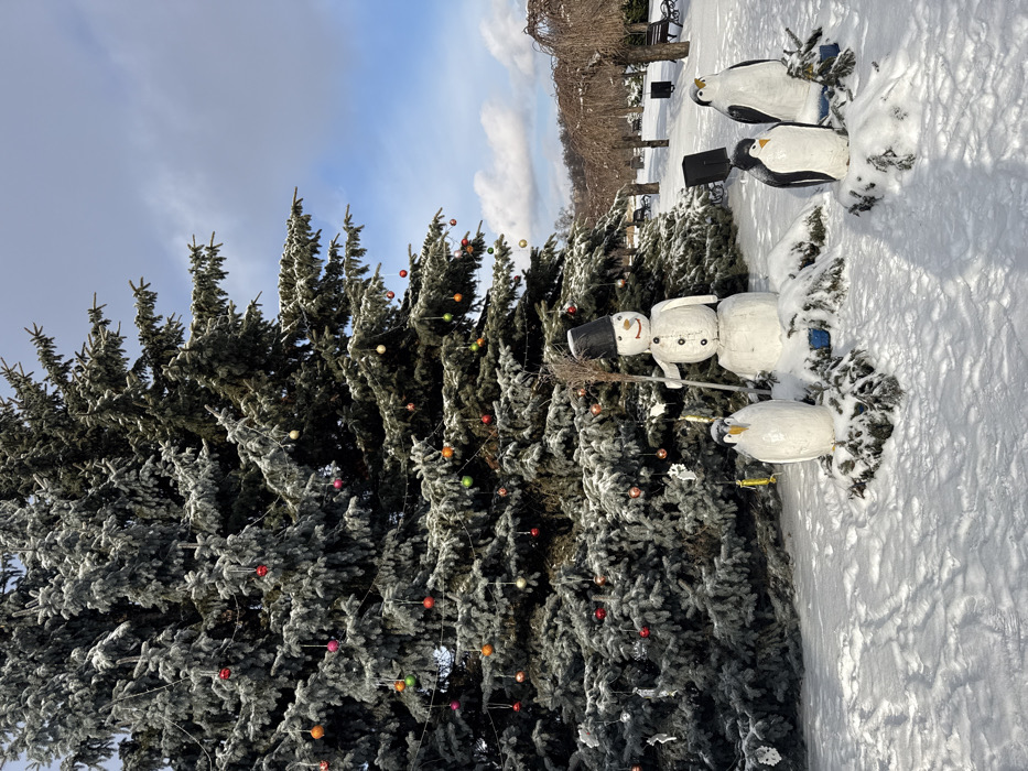 The image captures a snowy winter scene within the National Botanical Garden named after M.M. Hryshko in Kyiv, Ukraine. A large evergreen tree, dusted with frost or snow, dominates the left side, decorated with numerous multi-colored spherical ornaments (red, orange, green, pink, gold) hanging from its branches. At the base of this tree, on snow-covered ground, a collection of five decorative figures is arranged. These include a white snowman, crafted from a solid material, featuring a black bucket as a hat, two dark circular buttons, a painted face, and holding a small broom. Four solid white penguin figures, detailed with black markings for wings and heads, are positioned around the snowman, resting on small mounds of snow and evergreen foliage. The ground in the foreground is entirely covered in undisturbed white snow. In the midground and background, a park landscape unfolds, featuring bare deciduous trees with drooping branches, several dark park benches, and dark trash receptacles, all set against a backdrop of white snow. The sky is partially blue with scattered white clouds. No human subjects are present.