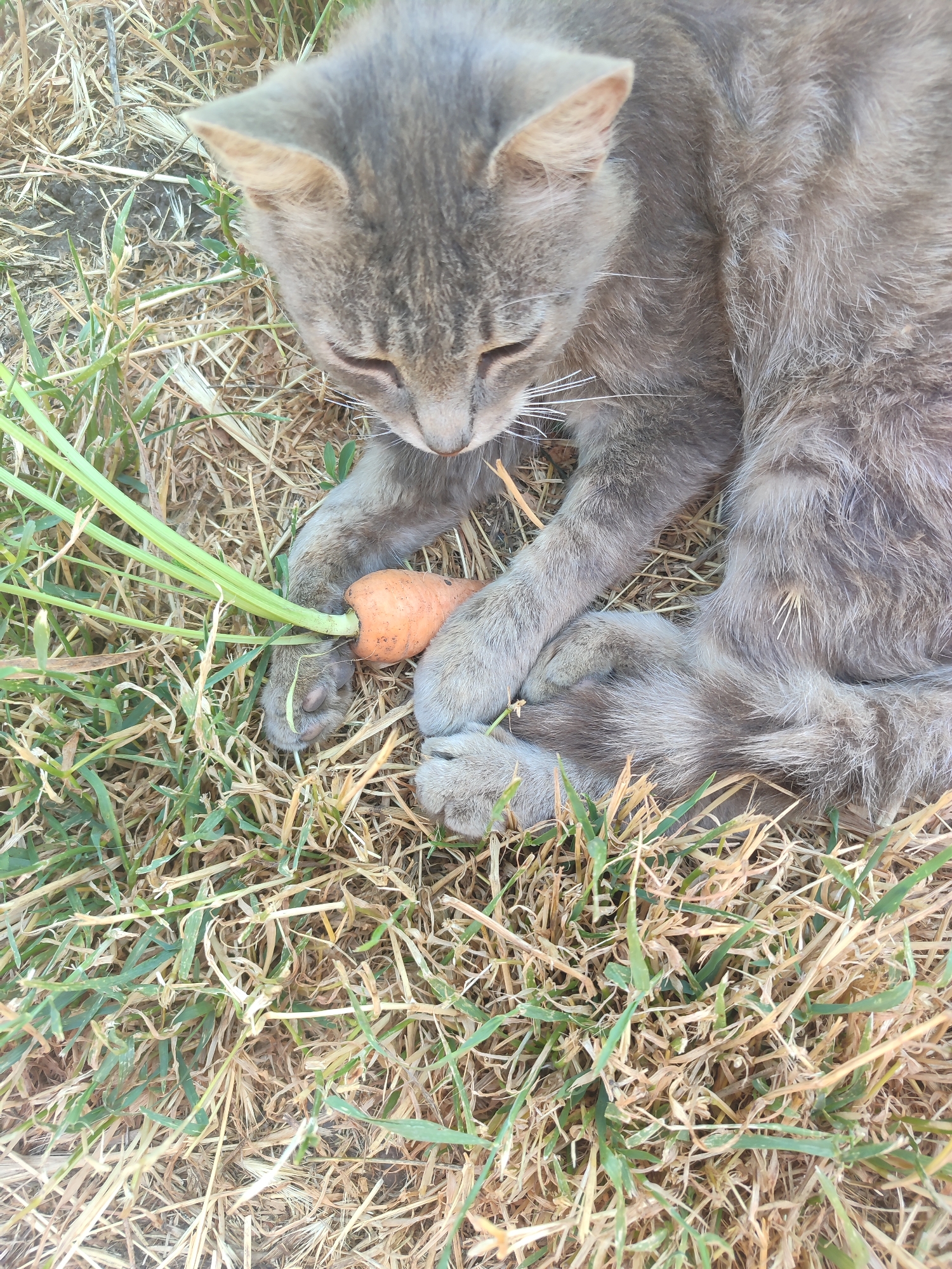 A domestic cat, grey with dark stripes, lies on dry grass and straw. It holds a small, orange carrot with its front paws, its head lowered as if examining or playing with the vegetable. The background is a mix of dry grass and sparse green blades of grass, suggesting an outdoor setting. The image appears to be taken from a top-down perspective. The location is not identifiable from the image.
