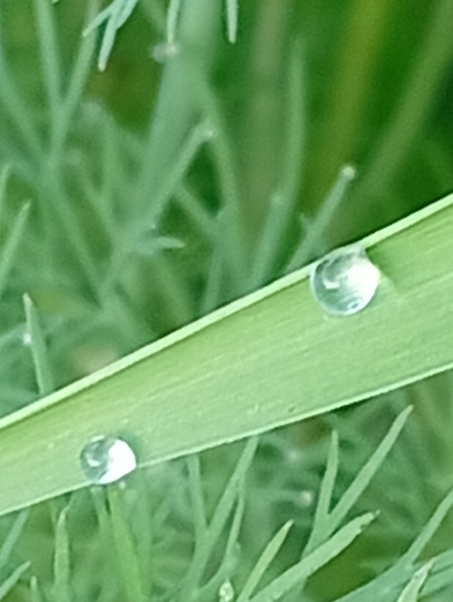The image is a close-up shot of a green blade of grass with two water droplets on it. One droplet is larger and to the right, while the other is smaller and to the left. The background is blurred and consists of more green grass and foliage. The lighting suggests it is daytime, possibly after rain or dew. The location is the city of Buțeni, Moldova.