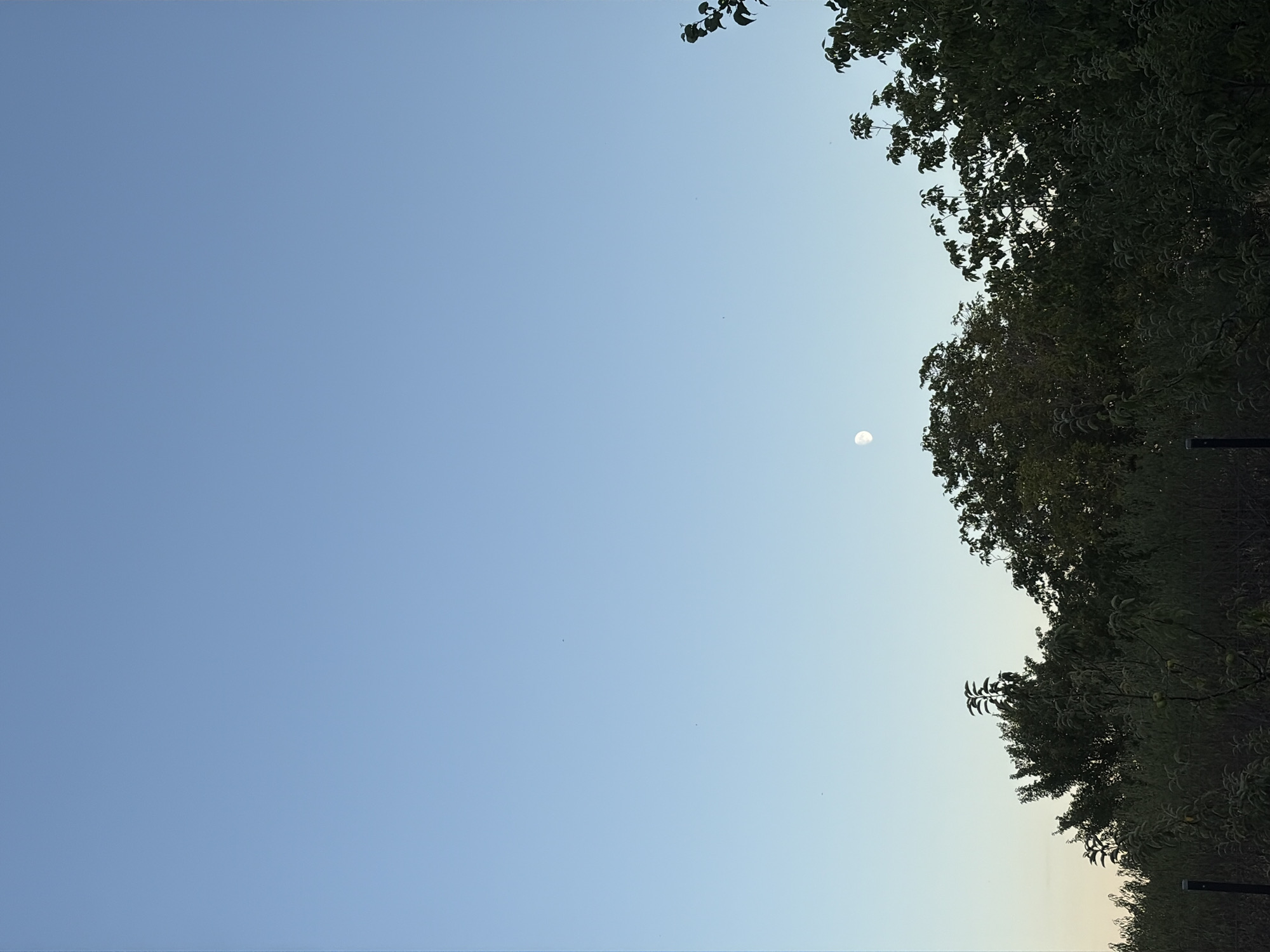 The image depicts a clear sky with a soft gradient from light blue at the top to a paler hue near the horizon. A crescent moon is visible in the upper-middle portion of the sky. Below the sky, a dense canopy of dark green trees fills the lower half of the frame. The trees appear to be of varying heights, with some branches extending upwards. In the foreground, a dark vertical object, possibly a fence post, is partially visible on the left side. The overall scene suggests an outdoor environment, possibly a rural or suburban area, at either dawn or dusk. There are no people or specific architectural features identifiable within the frame. The location of Oxentea, Moldova is not depicted or suggested by any elements within the image.