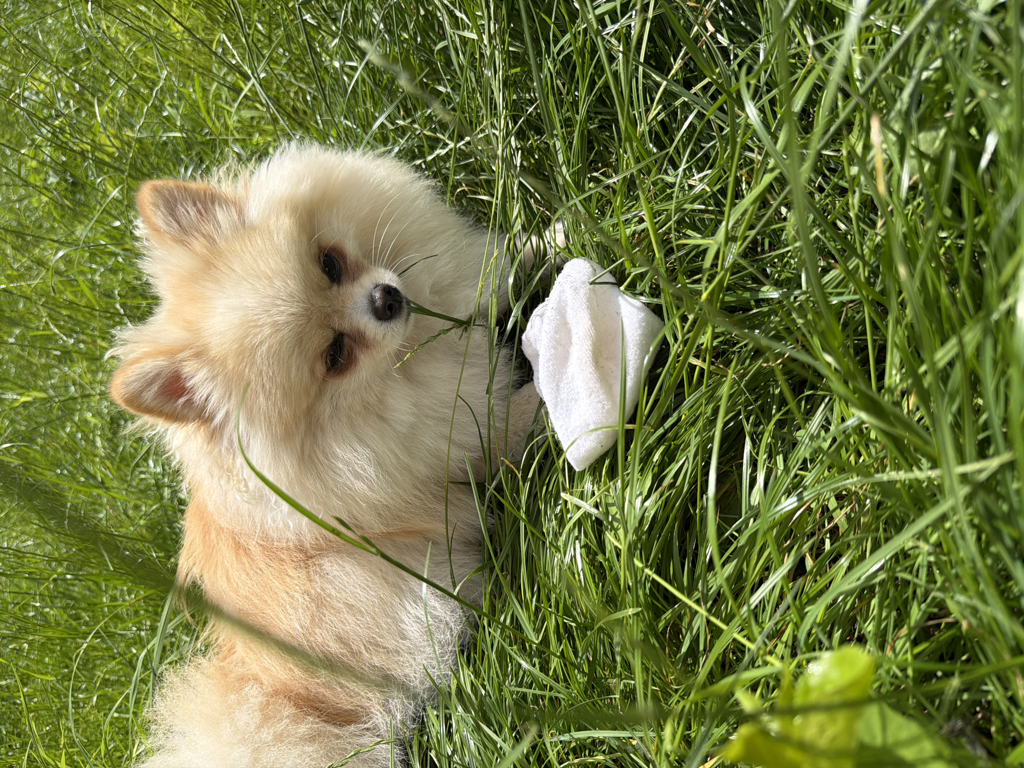 This is a close-up, overhead shot of a fluffy, light-colored Pomeranian dog lying in lush green grass. The dog is the primary subject, with its face turned towards the camera. It has dark eyes and a black nose, and its fur is a mix of cream and light orange. The dog appears to be chewing on a piece of grass.
Next to the dog, on its right, is a small, white, somewhat bunched-up object, possibly a cloth or a toy. The grass is tall and vibrant green, suggesting it might be a lawn or a meadow. The lighting indicates it's daytime, likely sunny, as evidenced by the bright illumination and shadows.
The overall impression is a peaceful, relaxed moment captured outdoors. The dog's gaze is gentle, and the setting is natural and serene. There is no visible text in the image. The scene appears to be set in an unknown outdoor location on a bright day.
