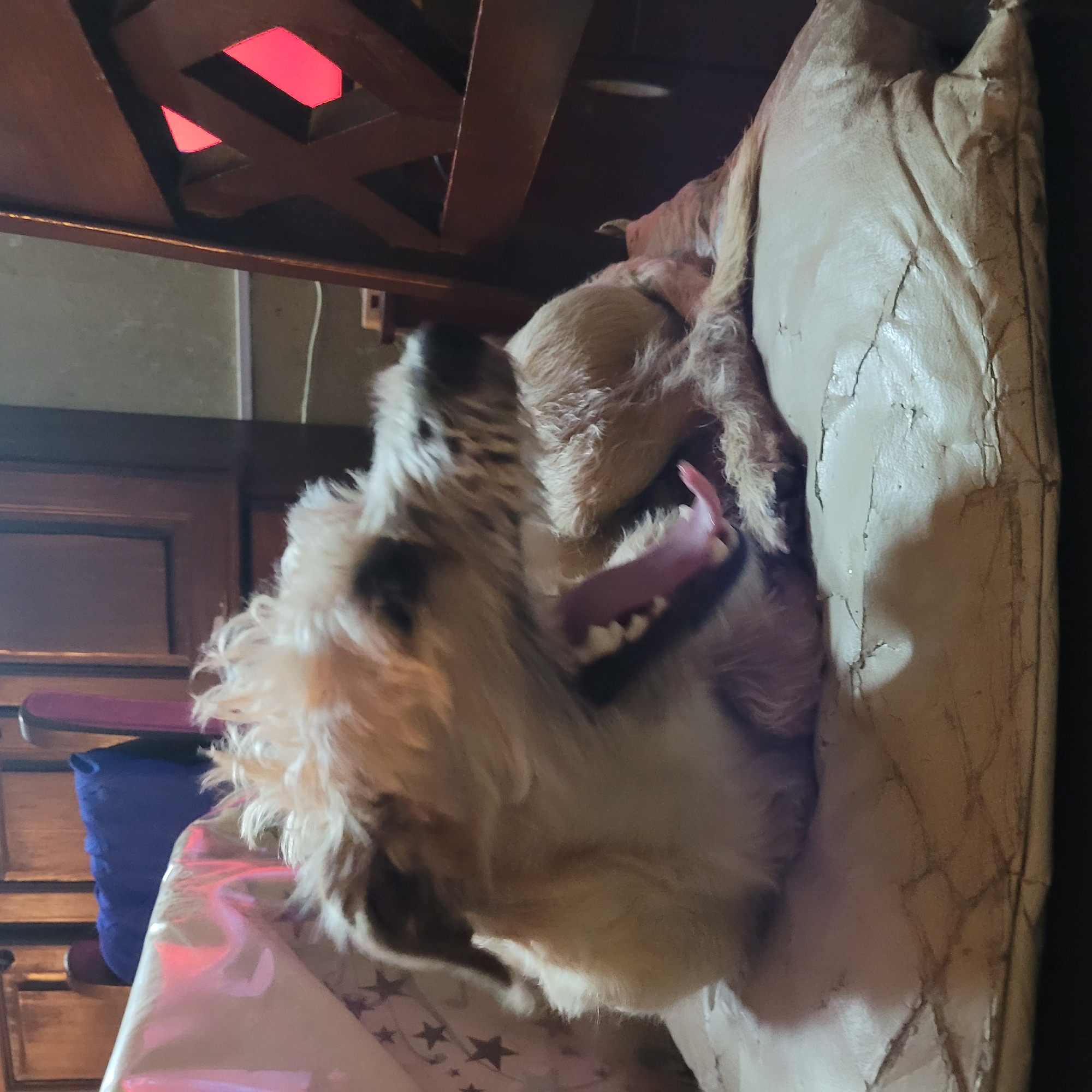 A beige and white dog is lying on a padded surface, with its mouth open and tongue protruding. It appears to be indoors, possibly under a table or a piece of furniture with red lighting elements. The dog is positioned near a worn, light brown, possibly leather, item, which looks like a piece of furniture with cracks and tears. A blue object and a pattern with stars can be observed in the periphery. Location in the city of San Fernando del Valle de Catamarca, Argentina, cannot be determined.