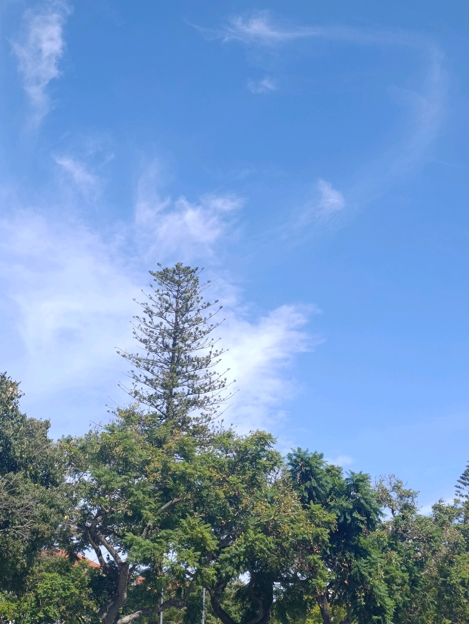A tall, coniferous tree stands prominently against a bright blue sky dotted with wispy white clouds. The tree's branches are laden with green needles, giving it a dense appearance. Below the coniferous tree, a row of lush green deciduous trees forms a dense canopy, their leaves varying in shades of green. The trees are set against a clear blue sky, suggesting a sunny day. This scene is captured from a low-angle perspective, emphasizing the height of the trees and the expanse of the sky. The image does not contain any people, animals, or visible structures besides the natural elements.