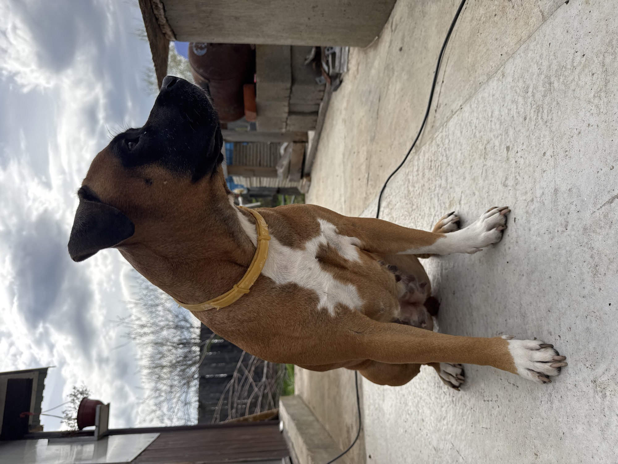 A brown and white Boxer dog wearing a yellow collar sits on a concrete surface outdoors. The dog is facing left and looking up at the cloudy sky. The dog's paws are white. Behind the dog, there is a concrete structure, a fence, and a tree. The image was taken in the city of Chaikovsky, Russia.