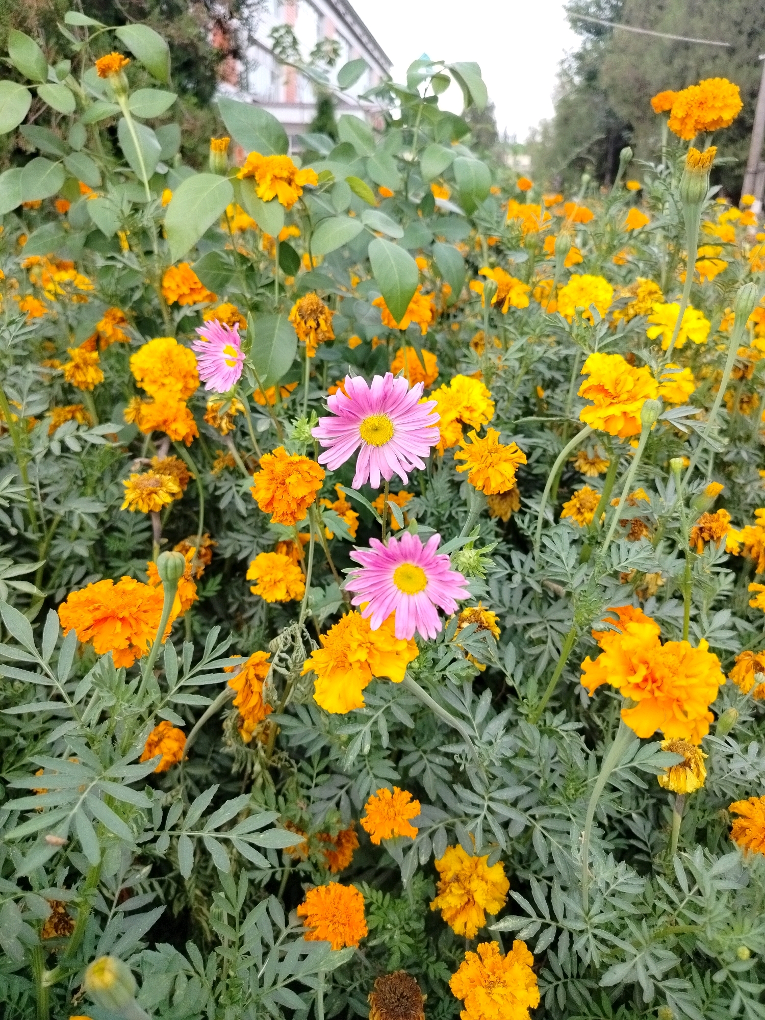 A medium shot captures a vibrant display of flowers, predominantly orange and yellow marigolds, interspersed with a few delicate pink asters. The flowers are densely packed, creating a carpet of color against a backdrop of green foliage. In the upper portion of the image, a building with a muted red and white facade is visible, suggesting an urban setting. The scene is likely a public space, possibly a park or a street lined with flower beds, located in the city of Kölkent, Kazakhstan. The lighting appears to be natural daylight, with a soft, diffused quality. No people are present in the frame.