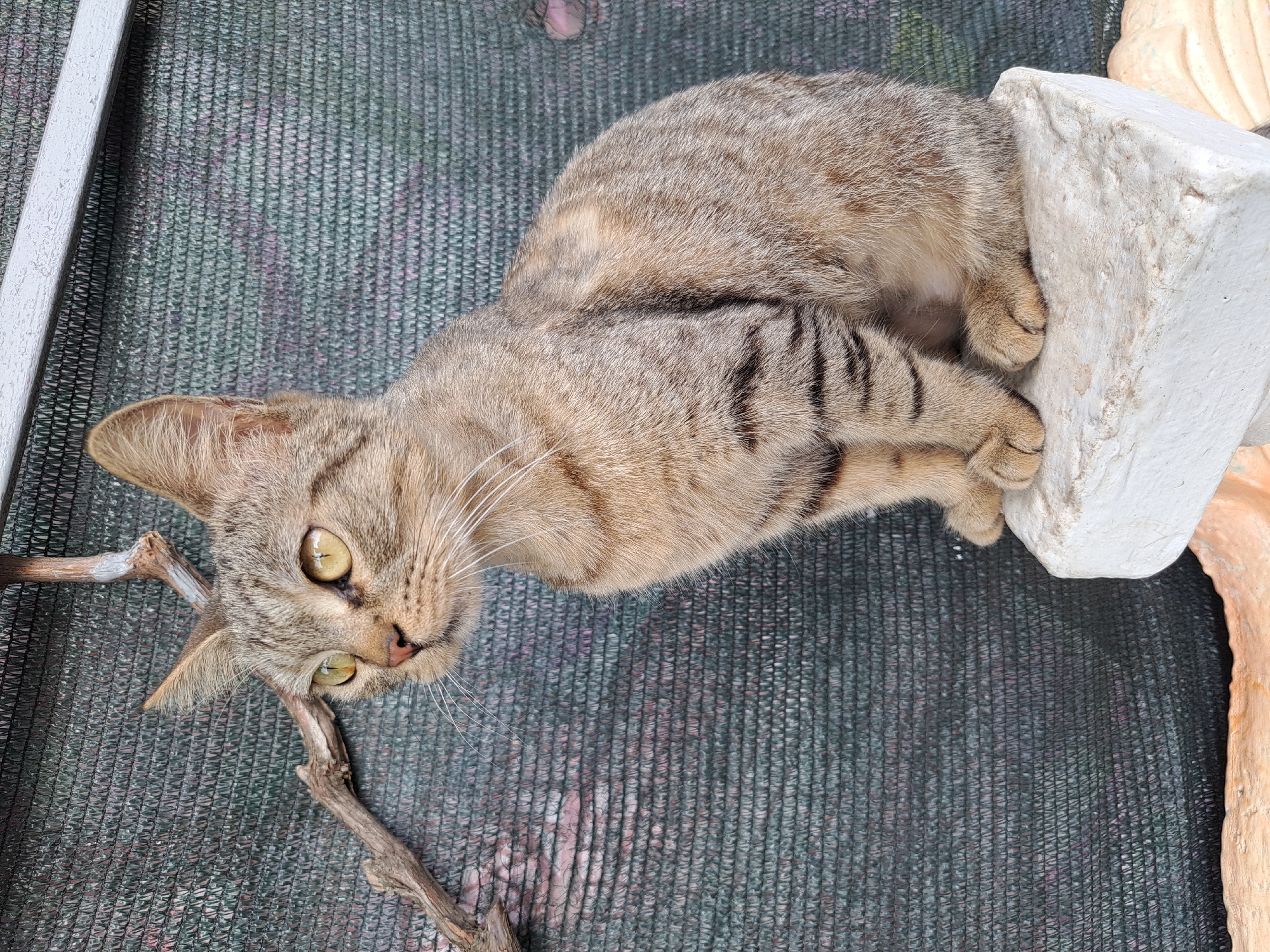 A tabby cat with yellow eyes is sitting on a white block. The cat is facing left, with its ears perked up and its tail tucked around its body. The background is a dark green mesh fence with a branch in the upper left corner. There is a silver-colored bar running across the top of the fence. The image was taken outdoors in Vypasne, Ukraine.
