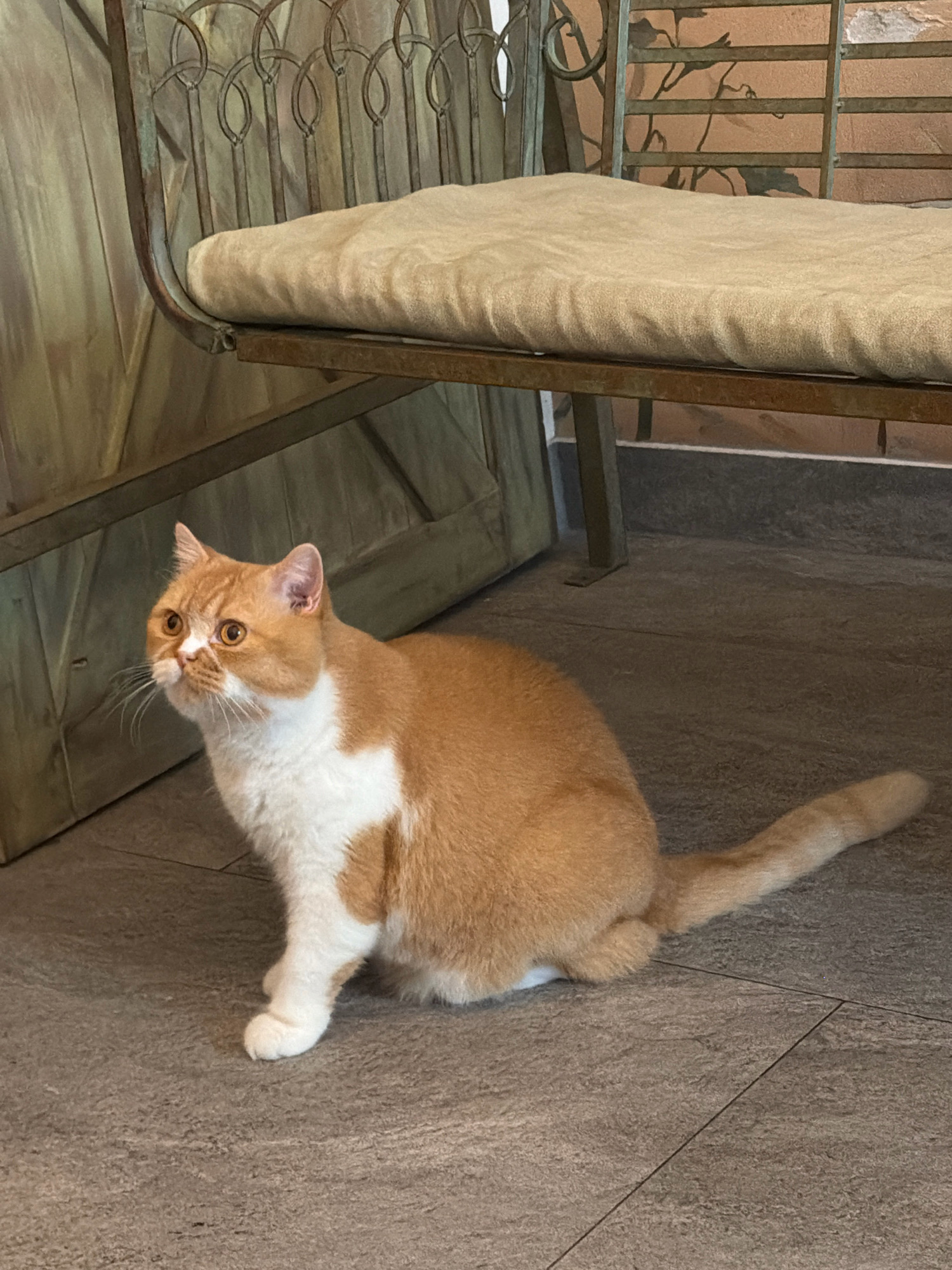 A ginger and white cat is sitting on a tiled floor. The cat is looking to its left. Behind the cat is a bench with a light colored cushion and an ornate metal frame. To the left of the bench is a wooden door or cabinet. The floor is made of large grey tiles. The background shows a brick wall with a metal grate. This scene is likely located in Prague, Czechia.