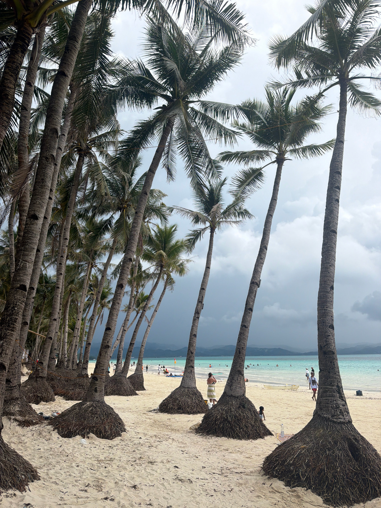 The image depicts a beach scene on a cloudy day, likely in Malay, Philippines, possibly on Boracay Island, given the presence of numerous coconut palm trees lining a sandy shore. The foreground is dominated by the exposed root systems and thick trunks of several palm trees, with their fronds creating a dense canopy overhead, partially obscuring the sky. The sand appears light and fine-grained.
In the mid-ground and background, a turquoise body of water, likely the sea, is visible, with several people scattered along the shoreline and in the water. Some individuals are wading, while others are walking on the sand. The ocean is calm with small waves. In the far distance, hazy landforms or islands can be seen. The atmosphere suggests a tropical, beachfront environment, with the overcast sky indicating a potentially humid or impending weather event. There are a few pieces of litter scattered on the sand near the palm trees.