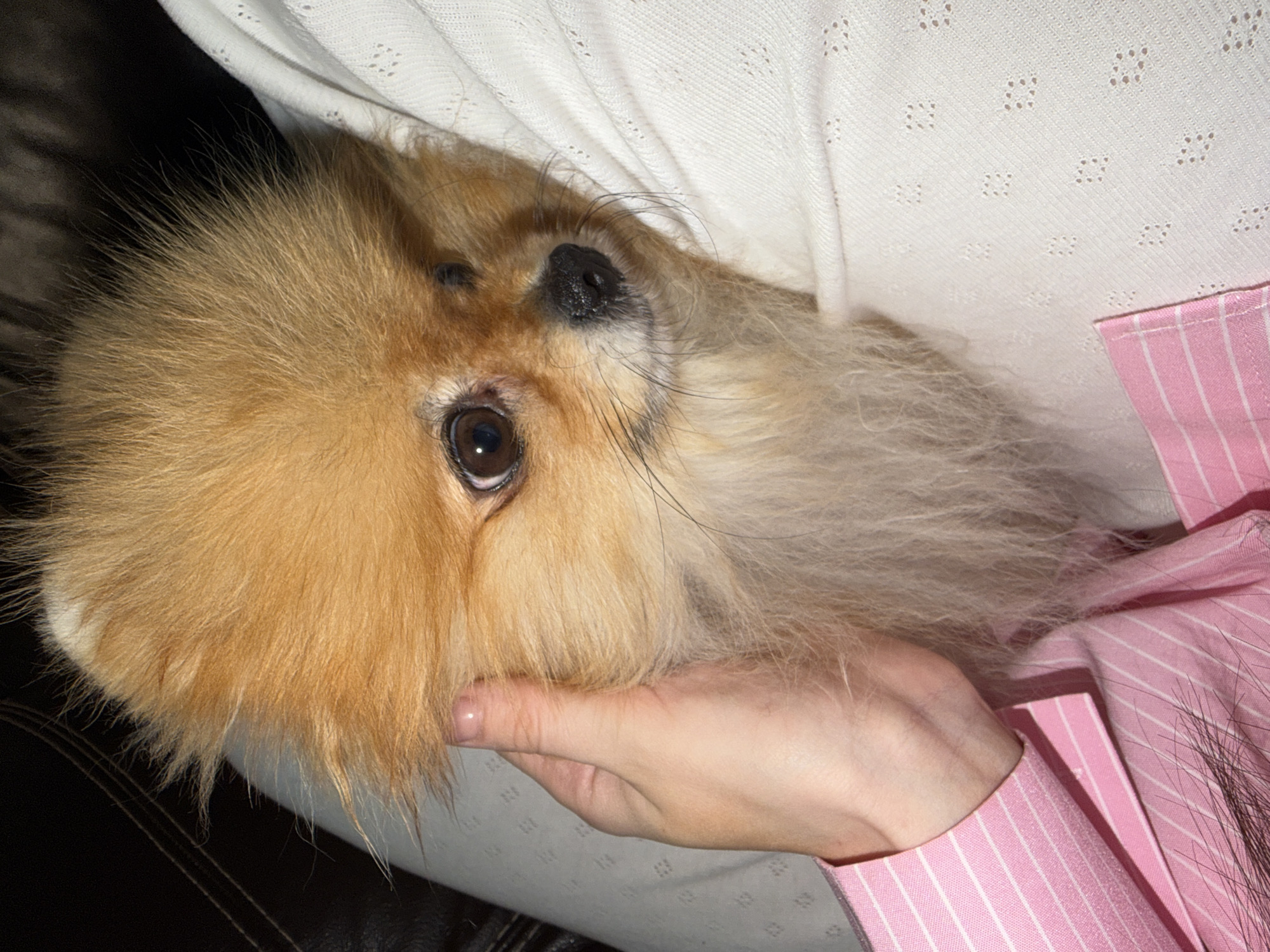 A fluffy, light brown and reddish-orange dog, likely a Pomeranian, is prominently featured in a close-up shot, looking directly at the viewer with its dark, expressive eyes. The dog's head is tilted slightly, resting gently. A human hand, with fair skin and light pink/nude manicured fingernails, is seen cradling or petting the dog's head and neck area.
The dog has a small, black nose and long, fine whiskers extending from its muzzle. Its fur is dense and appears soft. The human arm is partially visible, wearing a pink and white striped collared shirt or blouse. Another light-colored textile, possibly a blanket or soft garment, with a subtle textured pattern of small square or diamond-shaped holes, is draped behind the dog and the hand. The background on the far left is dark and out of focus, suggesting an indoor setting, possibly a piece of furniture like a couch.
The image captures a tender and affectionate moment between the dog and the person. The lighting is soft, indicative of an indoor environment. There is no visible text present in the media file. The scene is situated in Khimki, Russia.
