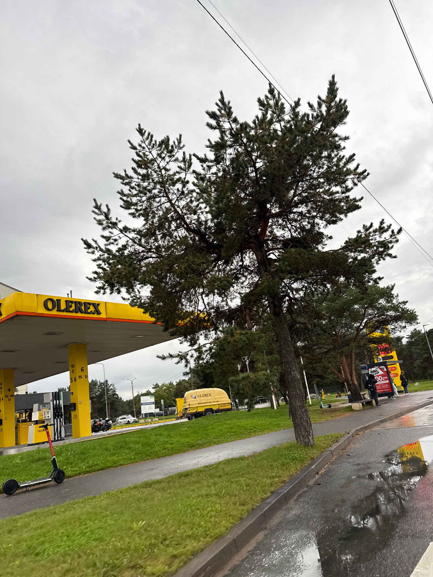 An exterior, eye-level, overcast day shot of a busy street scene in Tallinn, Estonia, features a bright yellow Olerex gas station canopy in the foreground. A tall pine tree with dense foliage dominates the right side of the frame, its branches extending towards the cloudy sky. The gas station has several pumps and digital price displays. A red electric scooter is parked on the sidewalk to the left of the gas station. Further back, an Olerex branded yellow truck and a yellow bus are visible. Several people are walking and standing near the bus and a red and white advertising display. The wet asphalt of the street reflects the surrounding environment and the bright yellow of the gas station. Green grass lines the side of the road. Power lines are visible in the upper part of the image.