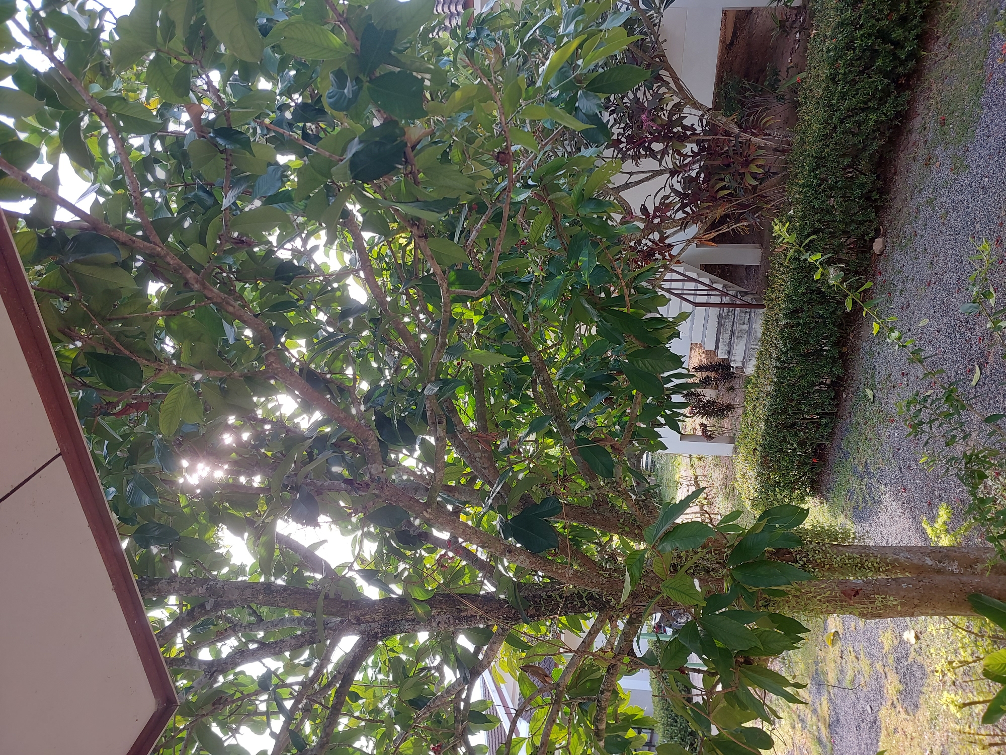 The image depicts a sun-dappled view through the branches of a lush green tree, with sunlight filtering through its leaves. In the background, a building with white walls and a red-tiled roof is visible, partially obscured by the tree. A set of concrete stairs leads up to an elevated structure, possibly part of the building. A neatly trimmed green hedge runs along the base of the building. The ground is covered with small, dark gravel. To the left of the image, a portion of a white motorbike is partially visible amongst the foliage. The scene appears to be an outdoor area of a residential property in Baan Mae Nam, Thailand, characterized by tropical vegetation and architecture typical of the region.