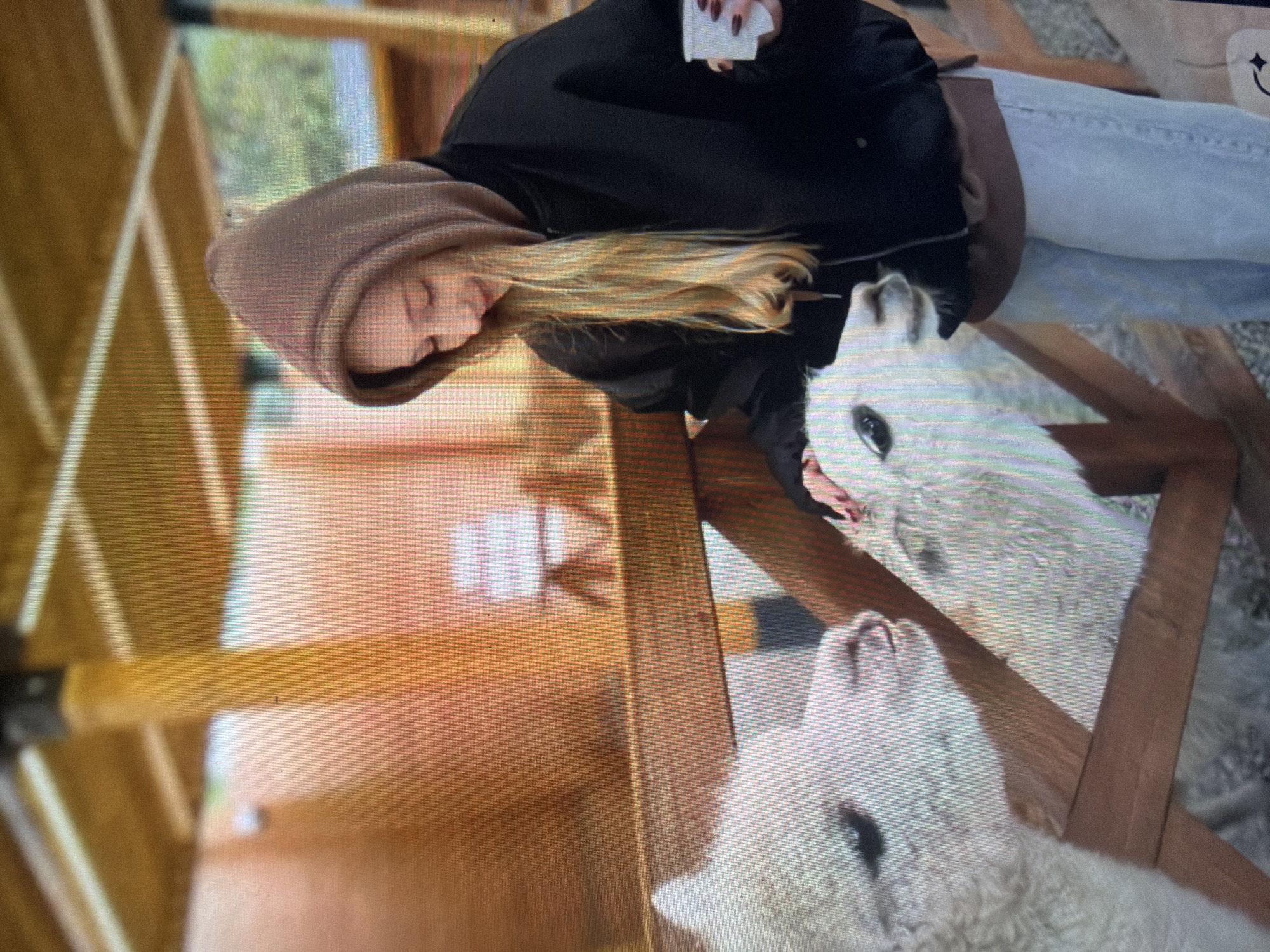 In Shumen, Bulgaria, an outdoor scene depicts a young female interacting with two alpacas within a wooden enclosure. The female, with long blonde hair, wears a brown hooded sweatshirt with the hood raised, a black jacket, and light blue jeans. Her right hand is resting on the head of a light-colored alpaca positioned on the right side of the frame, while her left hand holds a white disposable cup. A second light-colored alpaca is visible to the left, facing the female. A wooden fence separates the individual from the alpacas. Above, a wooden canopy structure with crossbeams provides partial overhead cover. The ground below the fence appears to be an uneven, light-colored surface. The background consists of blurred outdoor elements, including greenery and additional wooden structures.
