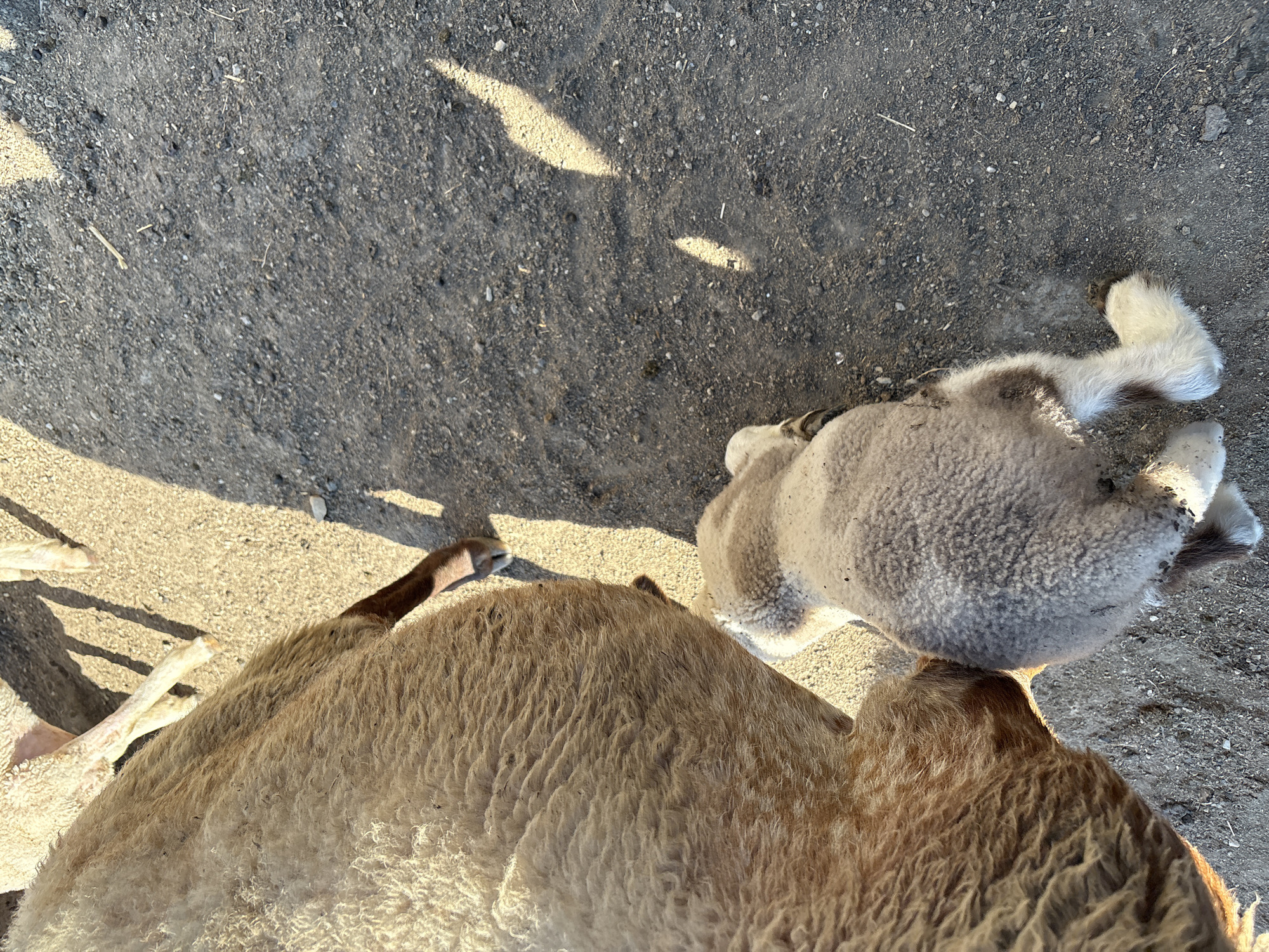 A close-up, overhead view captures two sheep, one adult and one lamb, on a dirt ground illuminated by sunlight, casting shadows. The adult sheep, on the left, is largely visible from its torso to its hindquarters, its coarse, light brown wool textured and somewhat matted. Its hind legs are visible, with a dark brown hoof. The lamb, positioned to the right and slightly below the adult, is smaller and covered in fluffy, light grey and white wool, with patches of darker brown. Its hind legs, with white hooves, are also visible. The ground is a mix of dark, gravelly dirt and lighter sandy soil, with a few scattered dry grass stalks. The scene suggests a rural setting, possibly a farm or pasture, with the natural lighting indicating it is daytime. The image does not provide specific information to confirm its location in Tankovo, Bulgaria.
