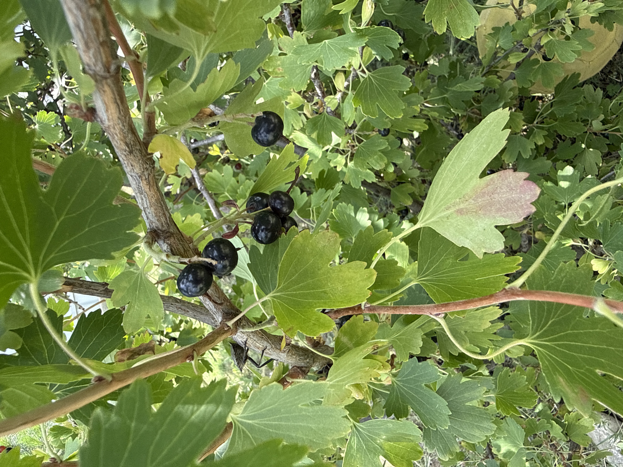 The image depicts a close-up view of a currant bush with ripe, dark berries and green leaves. The berries are clustered on thin stems, and some are partially obscured by the foliage. The leaves are broad and lobed, with visible veins. The branches of the bush are woody and brown, with some thinner, reddish-brown stems also present. The background is filled with more greenery and out-of-focus foliage, suggesting an outdoor environment. There are no people or discernable urban elements visible that would specifically place the image in Tbilisi, Georgia.