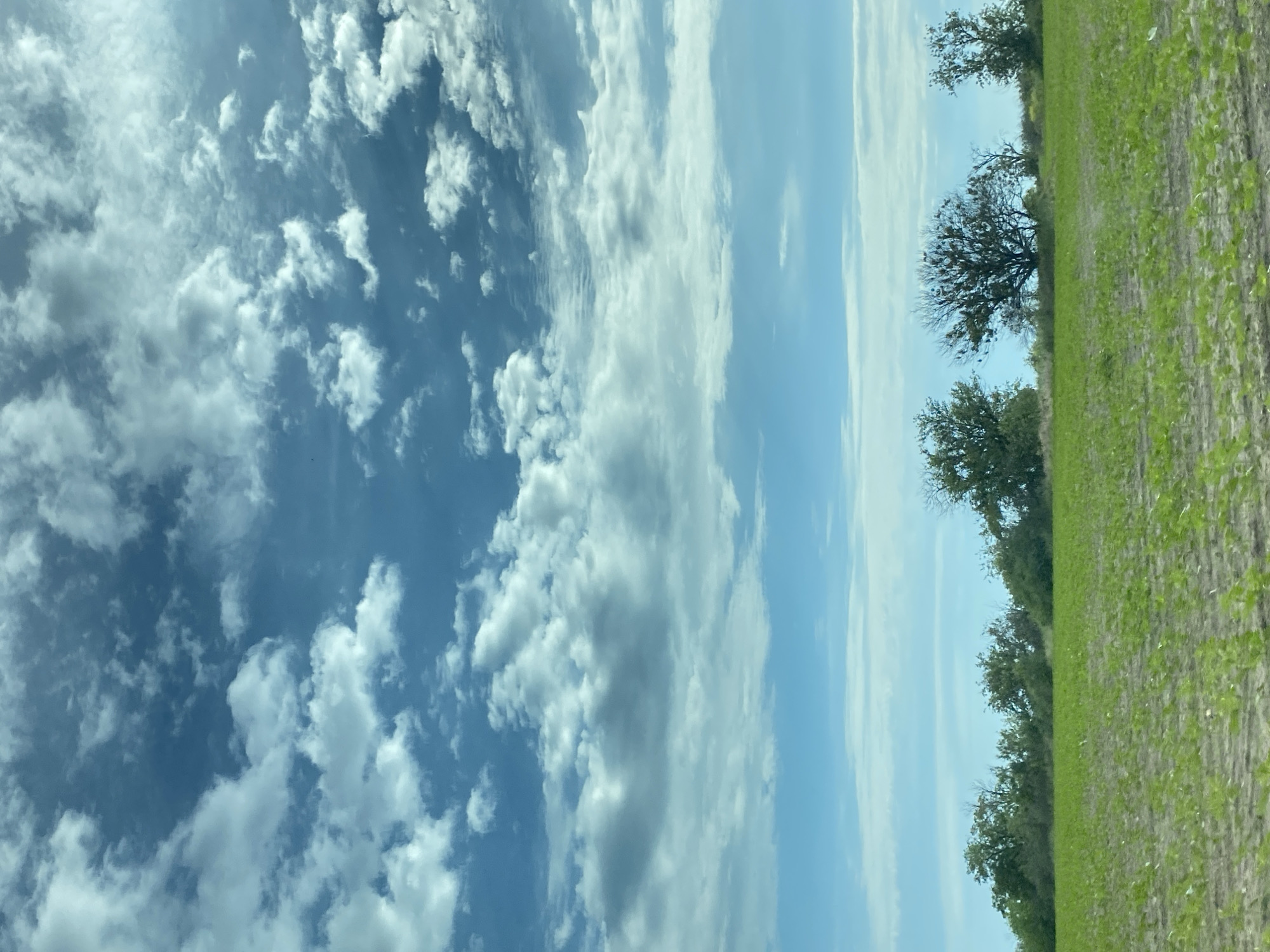 The image displays an outdoor landscape scene set in the city of Unknown, Unknown. The upper two-thirds of the frame is occupied by a blue sky densely populated with white and light grey cumulus and stratocumulus clouds, varying in size and opacity. A faint, lighter blue atmospheric band is present near the horizon line. The midground features a horizontal treeline composed of deciduous and evergreen trees and shrubs. The trees exhibit green foliage, with one distinct tree in the right-center appearing largely bare of leaves but heavily laden with clusters of parasitic growth, consistent with mistletoe. The foreground, occupying the lower third of the image, shows a cultivated field with young, small green plants arranged in parallel rows. The soil between the plants is light brown-grey. The scene is uniformly illuminated by natural daylight. No individuals, animals, or man-made structures, other than the cultivated field, are present.