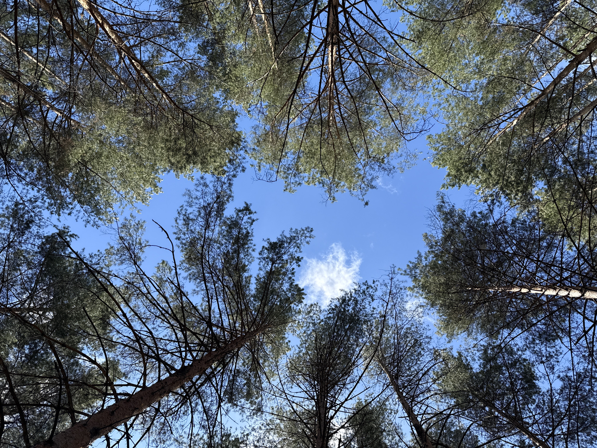 The image is a low-angle shot looking up through a canopy of trees towards a blue sky with sparse clouds. The trees have dark trunks and green foliage, with a mix of bare branches and needle-like leaves. The sky is predominantly clear blue, with a few scattered wispy clouds. The scene appears to be a forest or wooded area. The location and city are unknown.