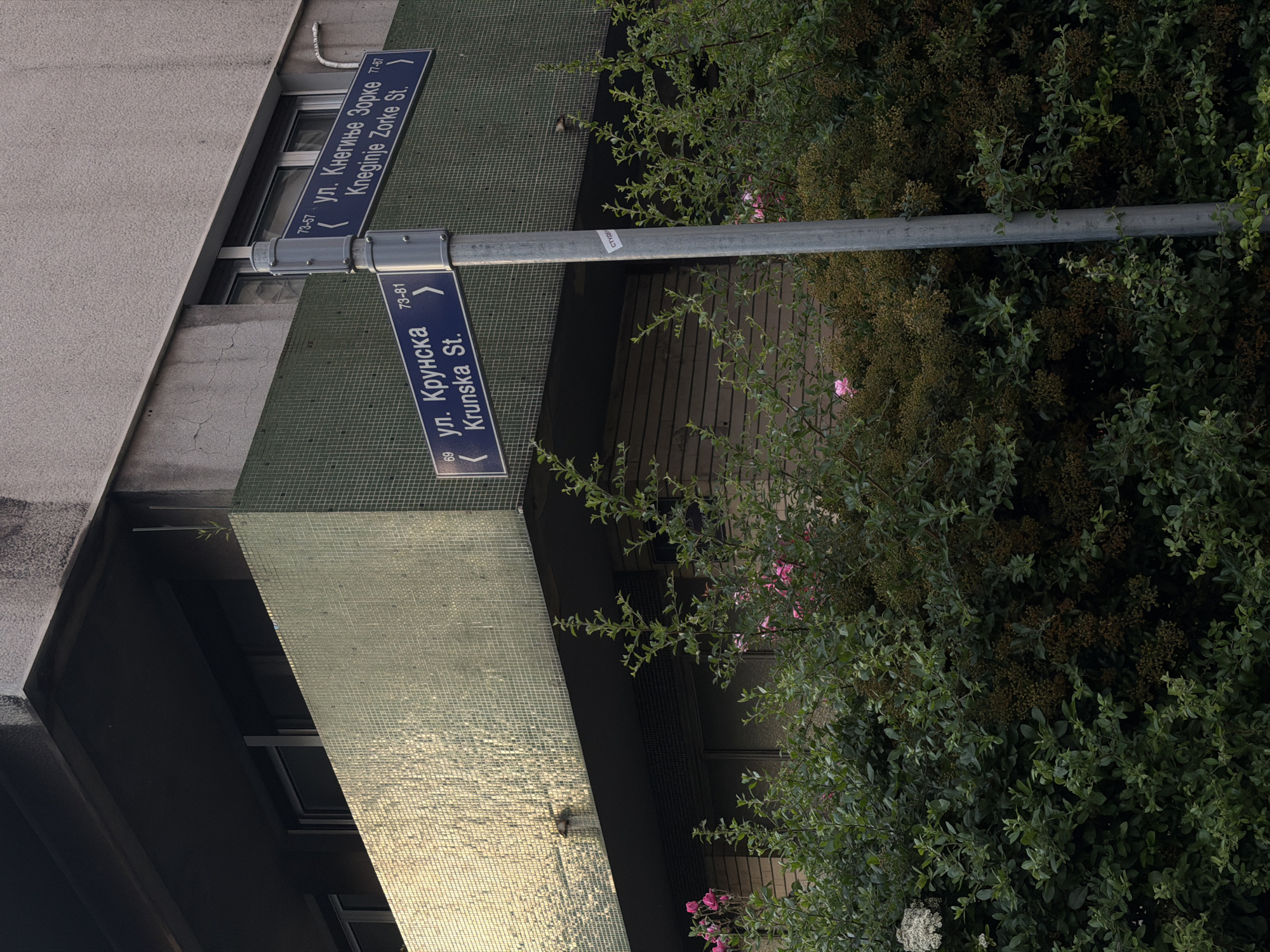 The image depicts a street sign in the Vracar Urban Municipality of Serbia, featuring signs for "Krunska St." (numbers 73-81) and "Kneginje Zorke St." (numbers 73-57). The signs are dark blue with white lettering in both Serbian Cyrillic and English. The signpost is silver. The background includes a building facade with a green tiled section and a section that reflects sunlight. Vegetation, including a flowering bush, is visible on the right side of the image, partially obscuring the signs.