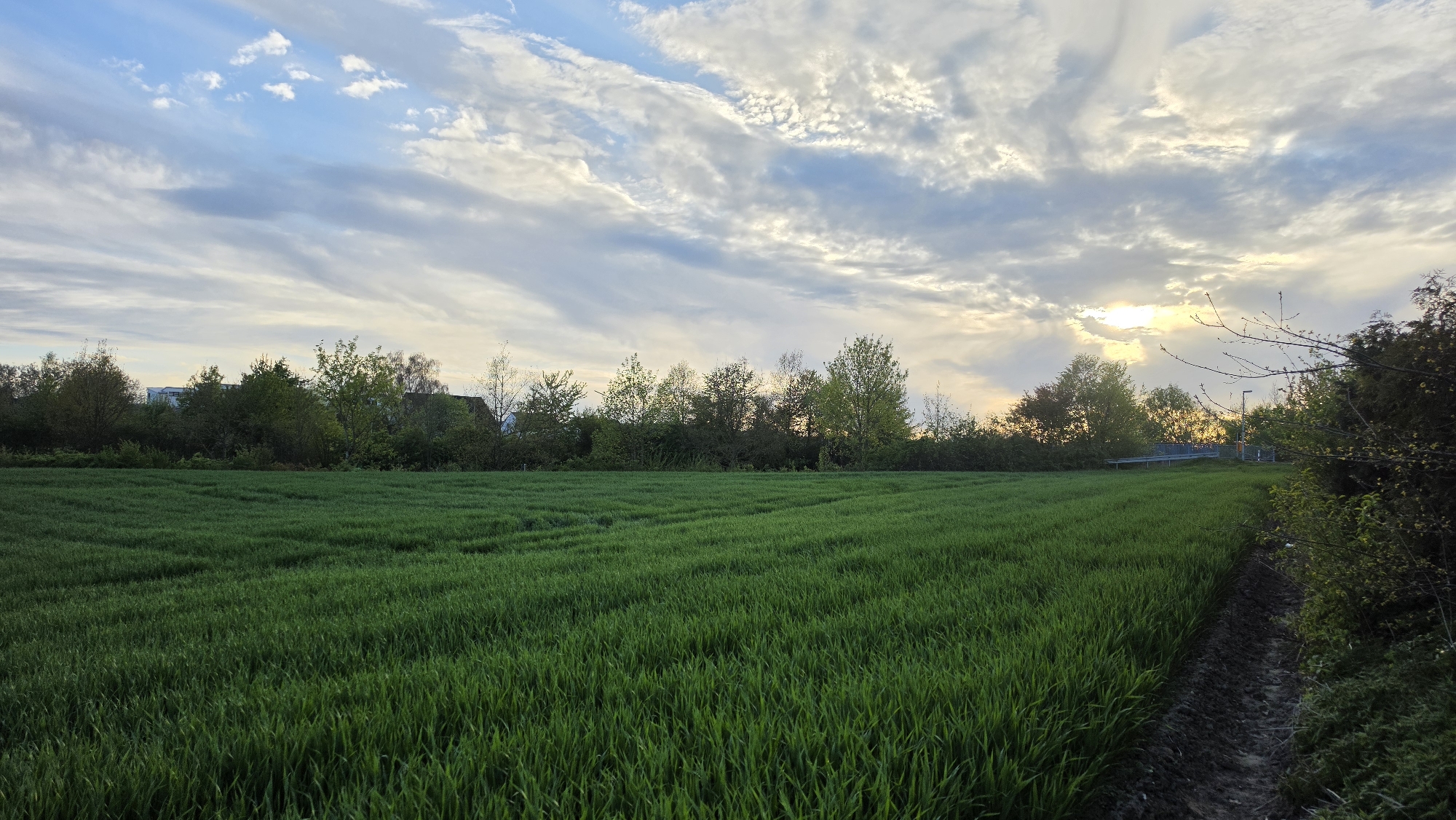 A wide-angle landscape shot captures a vibrant green field under a dramatic, cloudy sky, likely during late afternoon or early evening. The foreground is filled with dense, lush green crops, possibly young wheat or grass, showing faint rows or patterns across its expanse.
In the mid-ground, a thick line of trees and bushes forms a natural border, displaying various shades of green foliage. Behind these trees, in the distance, several light-colored buildings or structures are partially visible, suggesting a nearby town or industrial area. On the right side, a light-colored, elevated platform-like structure can be seen through the trees, and what appears to be a light pole stands nearby.
The sky above is a prominent feature, filled with expansive, streaky clouds in hues of blue, grey, and white, indicating a partly overcast but dynamic weather condition. The sun is low on the right side of the frame, partially obscured by the clouds but casting a warm, golden glow that illuminates the cloud edges and the distant landscape.
On the far right, a narrow, dark, and muddy track or ditch runs parallel to the field, contrasting sharply with the bright green vegetation. The scene evokes a sense of tranquility and the beauty of nature transitioning into dusk or dawn. There is no visible text in the image.