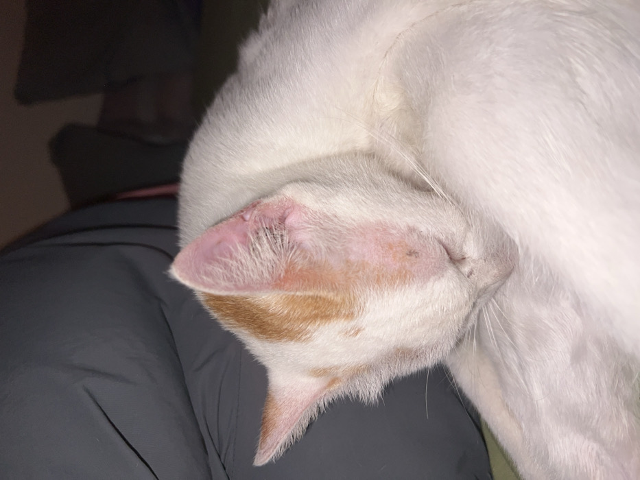 A sleeping cat, predominantly white with patches of orange, rests on what appears to be a dark gray surface. The cat's head is turned, and one ear is prominently visible with a pink hue inside. The cat's eyes are closed, and its whiskers are visible. The cat's fur is soft and fluffy, particularly around its head and body. The surface beneath the cat is smooth and slightly shiny.