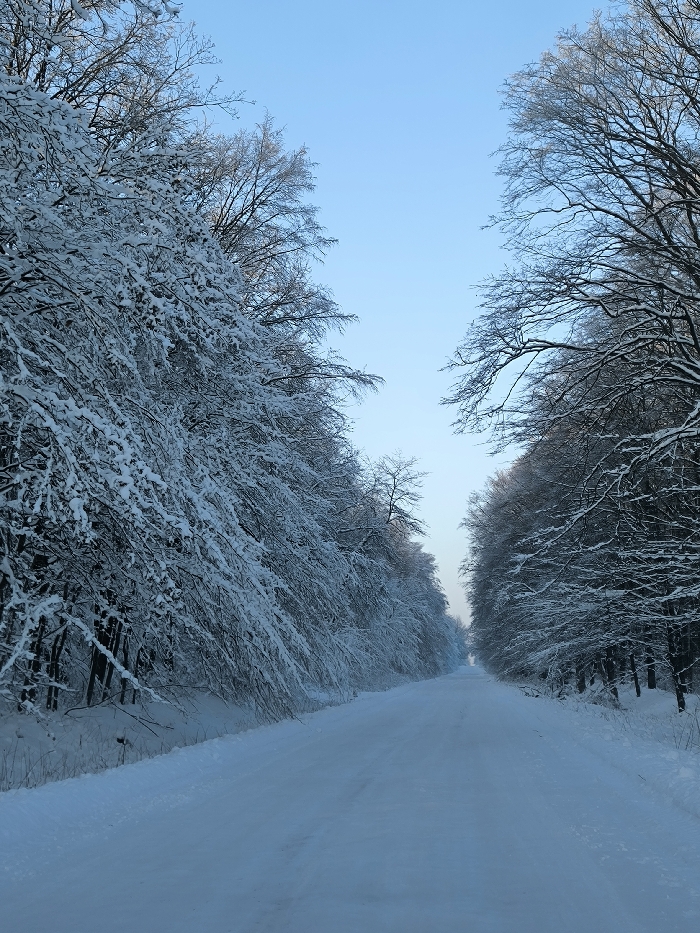 A snow-covered path stretches into the distance, flanked by trees laden with snow on either side. The branches form a dense canopy overhead, creating a tunnel effect. The sky above is a pale blue. The snow on the ground and trees is bright white. The trees are dark against the snow, particularly those on the right. The scene evokes a sense of quiet isolation.