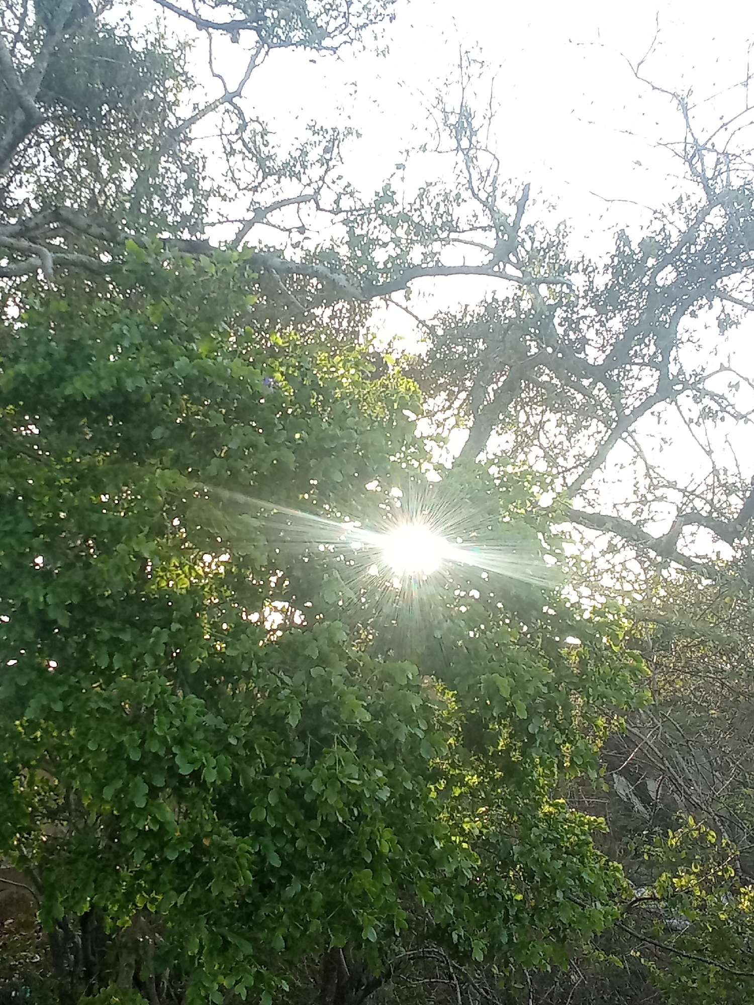 The image shows trees with sunlight shining through their leaves. Some of the branches are bare. The location is likely Altagracia, Venezuela based on the prompt.