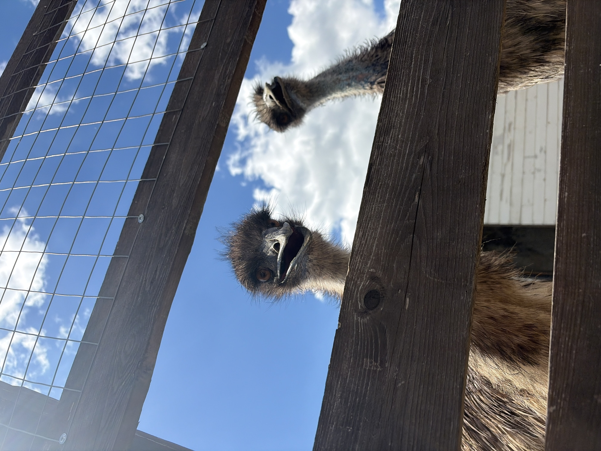The image presents a unique low-angle perspective of two emus peering down through a wooden fence. The camera is positioned looking upwards, framing the emus against a bright, clear blue sky adorned with scattered white clouds, suggesting a sunny daytime setting.
In the foreground, the head and neck of one emu are prominently featured, positioned slightly to the right. Its dark, shaggy feathers, distinct eye, and wide-open beak are clearly visible, conveying an expression of curiosity or possibly vocalization. Further back and to the left, the head and neck of a second emu can be seen, partially obscured and less in focus, also looking downwards through the enclosure.
The structure of the fence is evident, composed of thick, dark wooden planks and sections of wire mesh. The wooden elements create strong vertical lines that partially frame the scene and the emus. The wire mesh is particularly visible on the left side, contrasting with the blue sky. Sunlight illuminates the scene, highlighting the textures of the emus' feathers and the grain of the wood.
No human subjects or visible text are present in the image. The setting is an outdoor animal enclosure, consistent with a farm or zoo, and the specified location context is Gay-Kodzor, Russia. The emus' direct gaze and open beaks imply an active engagement with their surroundings or perhaps with the person taking the photograph.