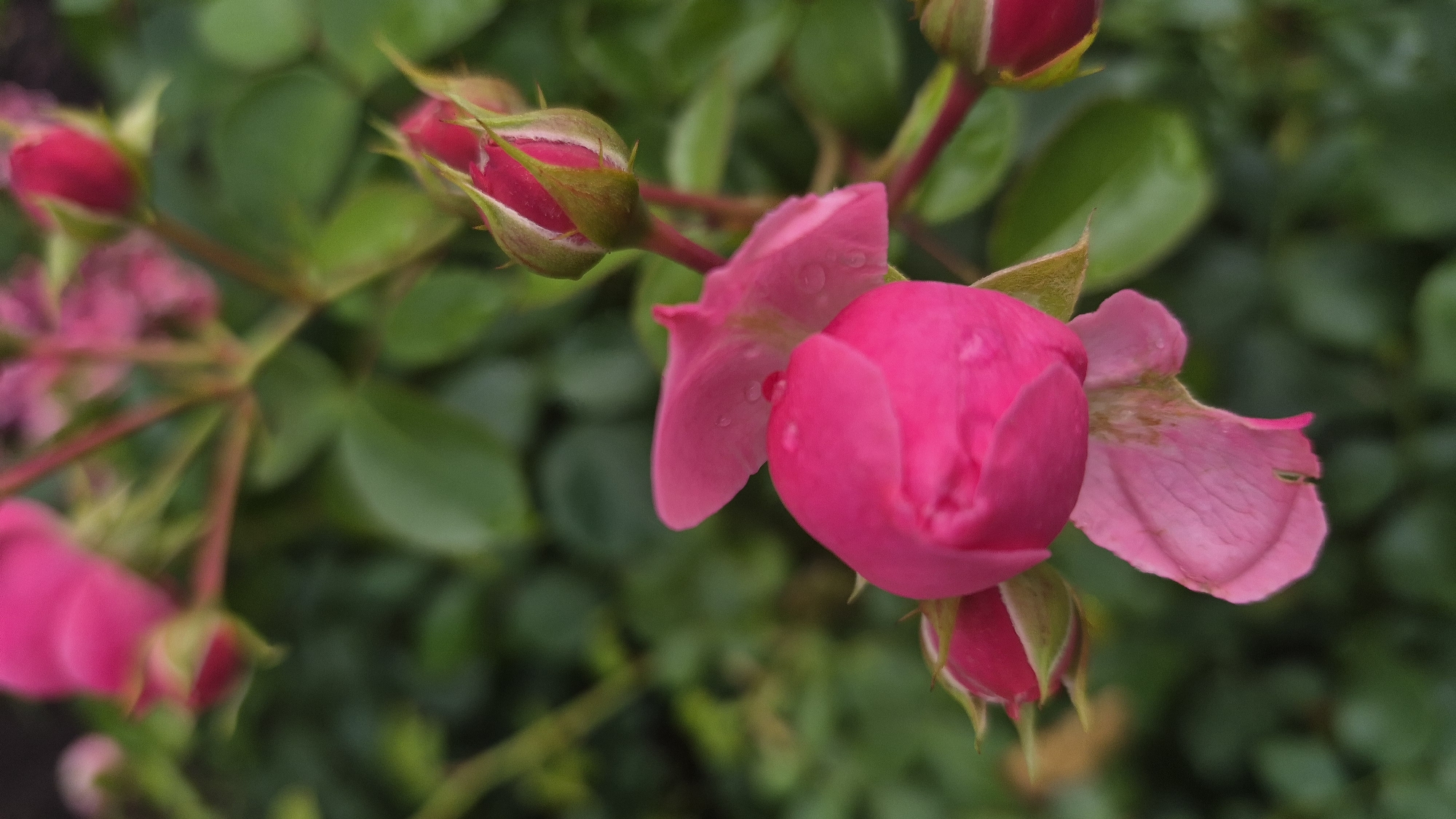 A cluster of pink rose buds and a partially bloomed rose are the primary subjects of this close-up, vertical, outdoor photograph. The flowers are vibrant pink, with some buds showing a deeper red hue at their tips. Water droplets are visible on the petals of the open rose, suggesting recent rain or dew. The background consists of blurred green foliage, indicating a garden setting. The overall impression is one of delicate natural beauty. The image was taken in Krāslava, Latvia.