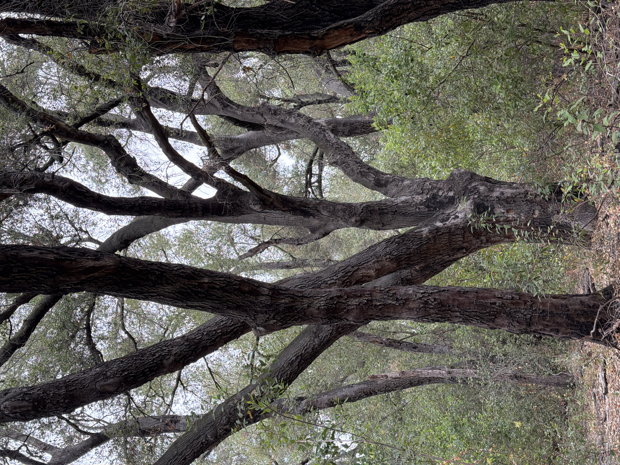 The image depicts a dense forest scene with prominent, dark-barked trees that have gnarled and twisted branches. The canopy overhead is a mix of green foliage and sky, suggesting an overcast day. The ground is covered in fallen leaves and branches. The overall impression is one of a natural, uncultivated environment. This image was taken in Lake Forest, United States of America.