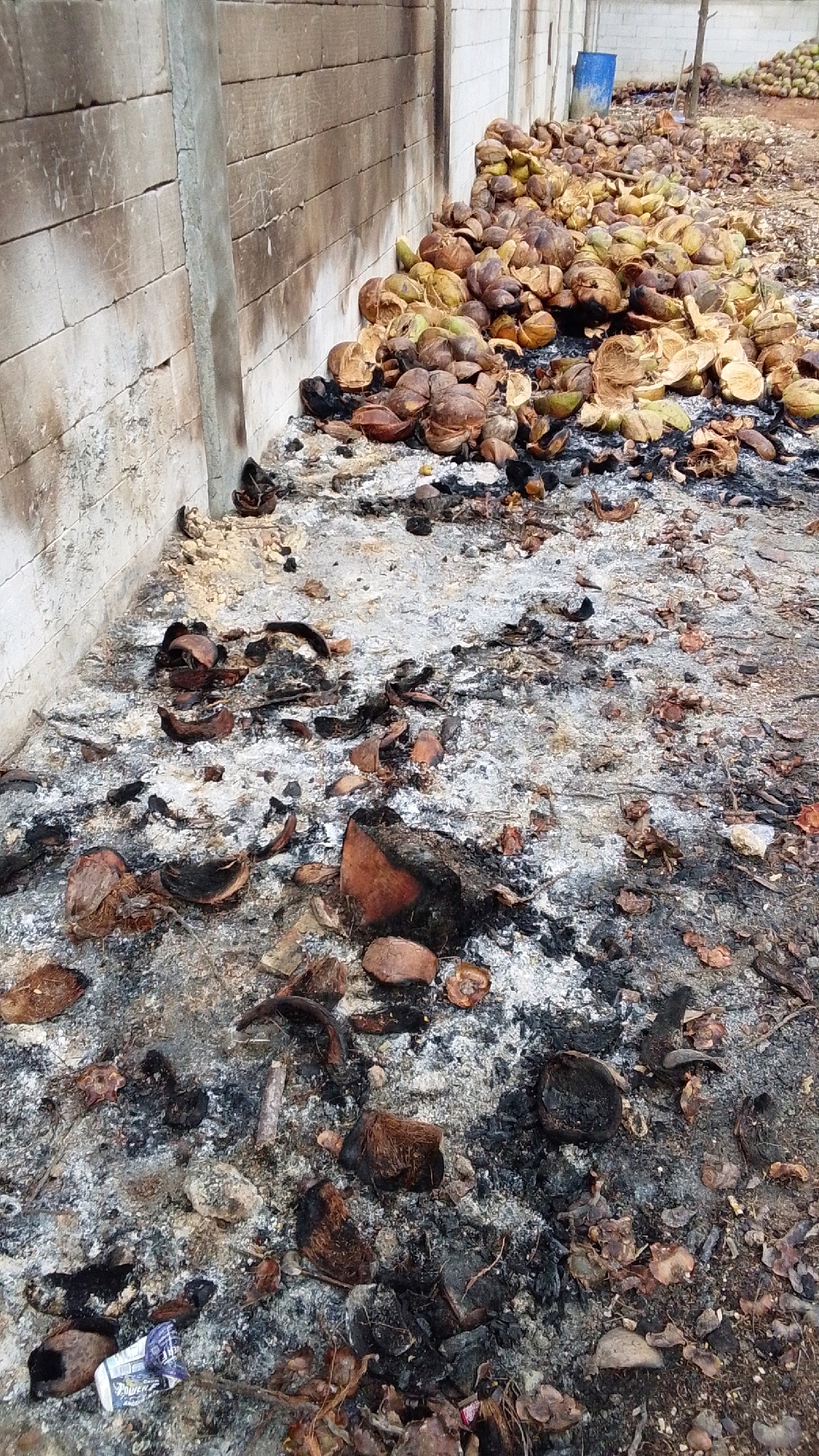 The image depicts an outdoor scene at a location in Parakanmanggu, Indonesia, characterized by a large pile of coconut husks and shells, some of which appear to have been burned. The husks and shells are clustered against a light-colored, textured wall, possibly made of concrete blocks. The ground in front of the pile is covered with ash, charcoal, and scattered debris, indicating a recent fire. There are no visible people or animals in the image. In the background, a blue drum is visible, and further beyond, another pile of what appear to be whole coconuts can be seen. The overall environment suggests an agricultural or processing area where coconut waste is being managed.