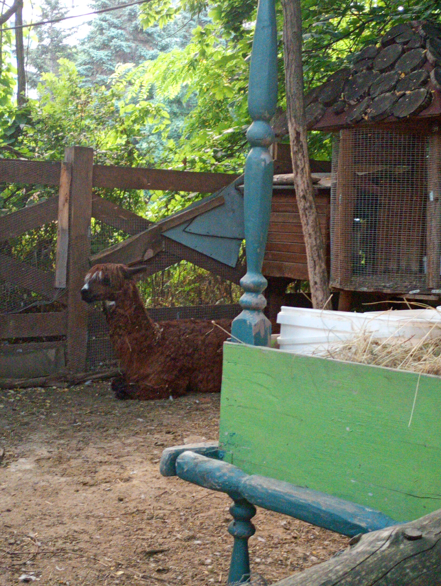 A brown alpaca lies on the dirt ground in an enclosure. The alpaca is fluffy and has white markings on its face. Behind the alpaca is a wooden fence and a rustic chicken coop. The coop has a roof made of wood slices and a wire mesh front. To the left of the alpaca, a decorative blue wooden post with a finial stands. In the foreground, a green wooden bench is partially visible, with blue wooden supports. The scene is outdoors, surrounded by trees and greenery, suggesting a rural or farm-like setting. The lighting appears to be natural daylight, possibly late afternoon or early morning, given the shadows. No text is visible in the image.
