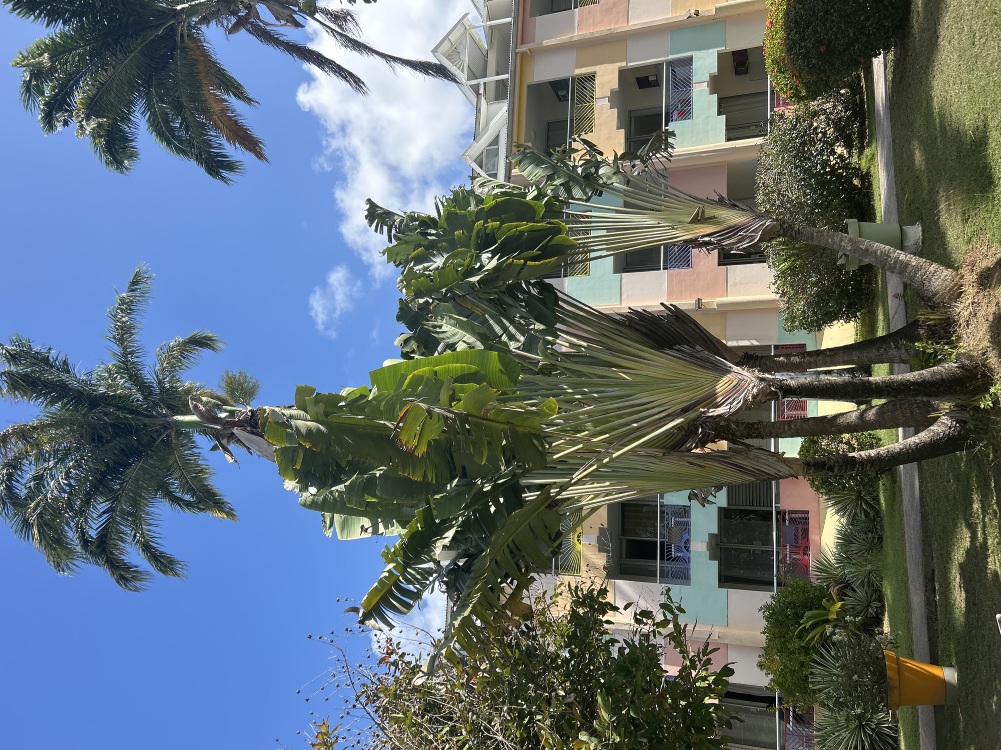 The image shows a scene with a low-angle perspective, featuring palm trees and a multi-story building with pastel-colored walls (yellow, pink, green, blue). The sky is bright blue with scattered white clouds. The building has windows with decorative bars. There is greenery, including bushes and plants, around the base of the building. No people are visible in the image. The specific location within the city of Unknown, Unknown, is not identifiable from the image.