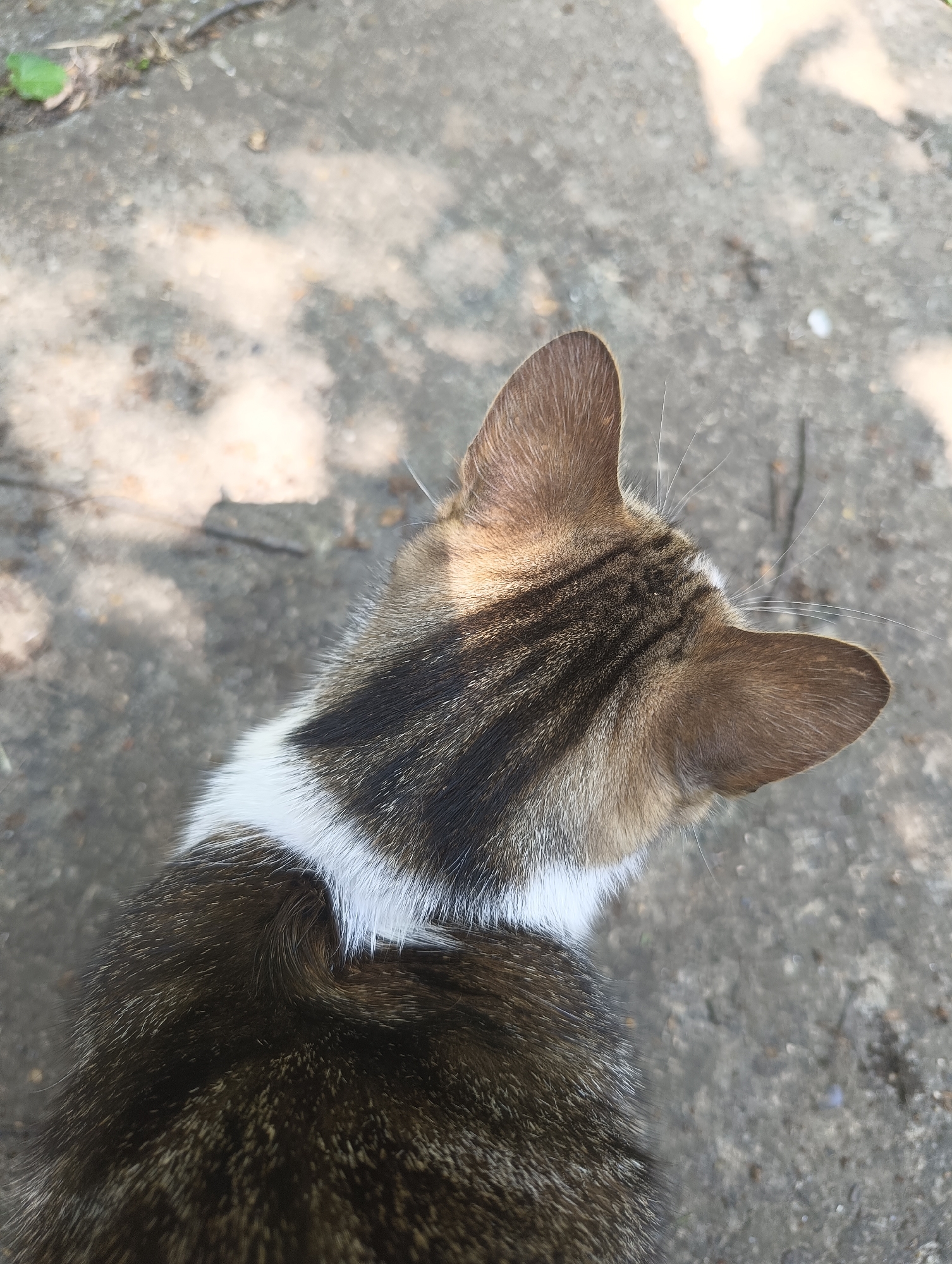 An overhead shot shows the back of a domestic cat, likely a tabby, standing or sitting on a concrete or paved surface. The cat has distinctive dark brown and black striped fur across its back and head, with a prominent white patch around its neck and shoulders. Its pointed ears are visible, turned slightly to the right, and a few white whiskers are discernible near its ears. The ground beneath the cat is a rough, grey concrete surface, scattered with a few small pieces of debris, possibly dry leaves or dirt. Bright sunlight casts dappled shadows on the ground, suggesting the presence of trees or foliage overhead, indicating it is daytime and sunny. No specific activity beyond standing or sitting is depicted. No people or text are visible in the image. The scene takes place in Biliaivka, Ukraine.