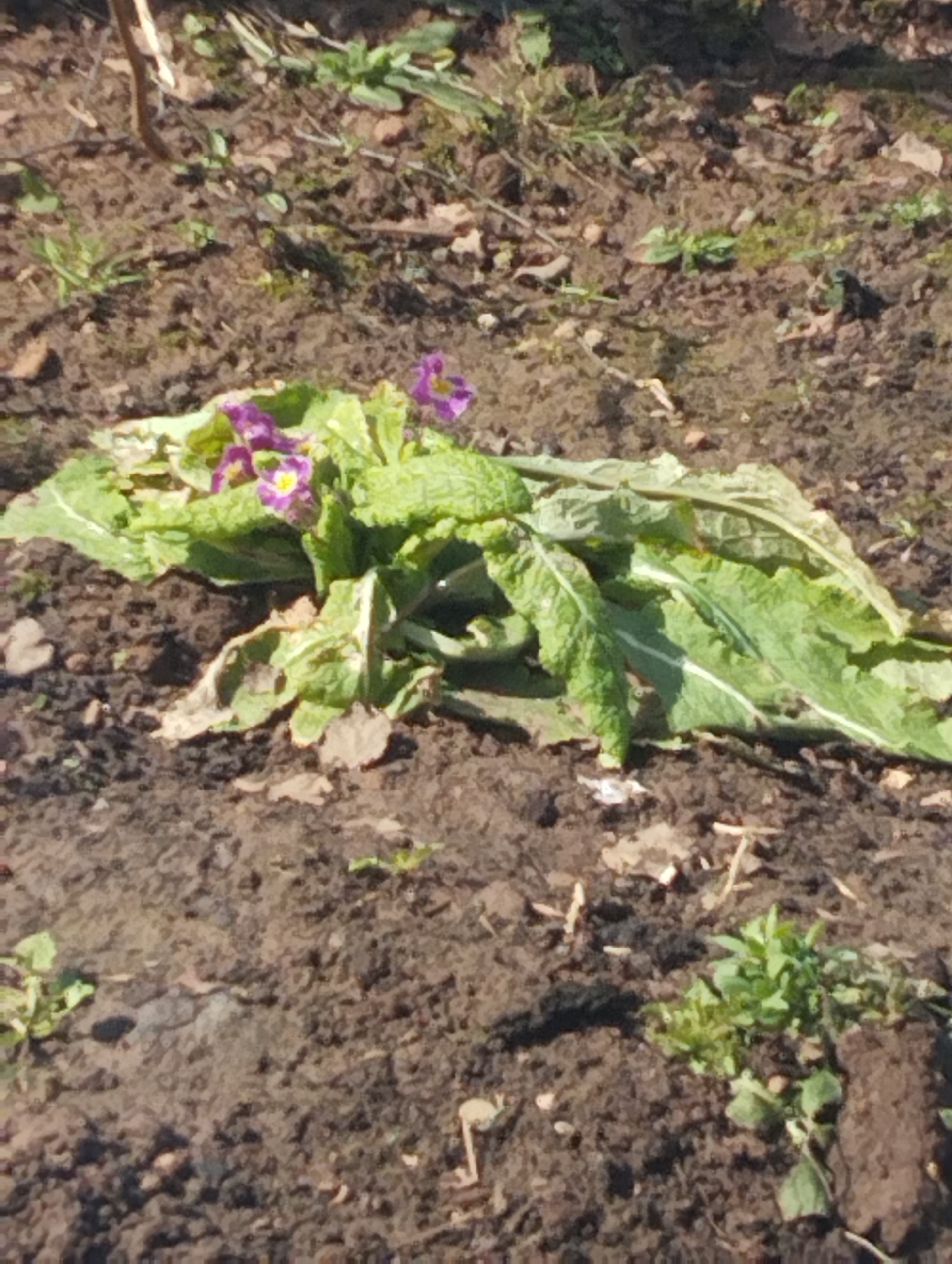 The image shows a patch of dark brown soil. In the center is a plant with ruffled green leaves and several purple and yellow flowers. There are small green plants scattered around the soil. The location is Krasnogorskoye, Russia.