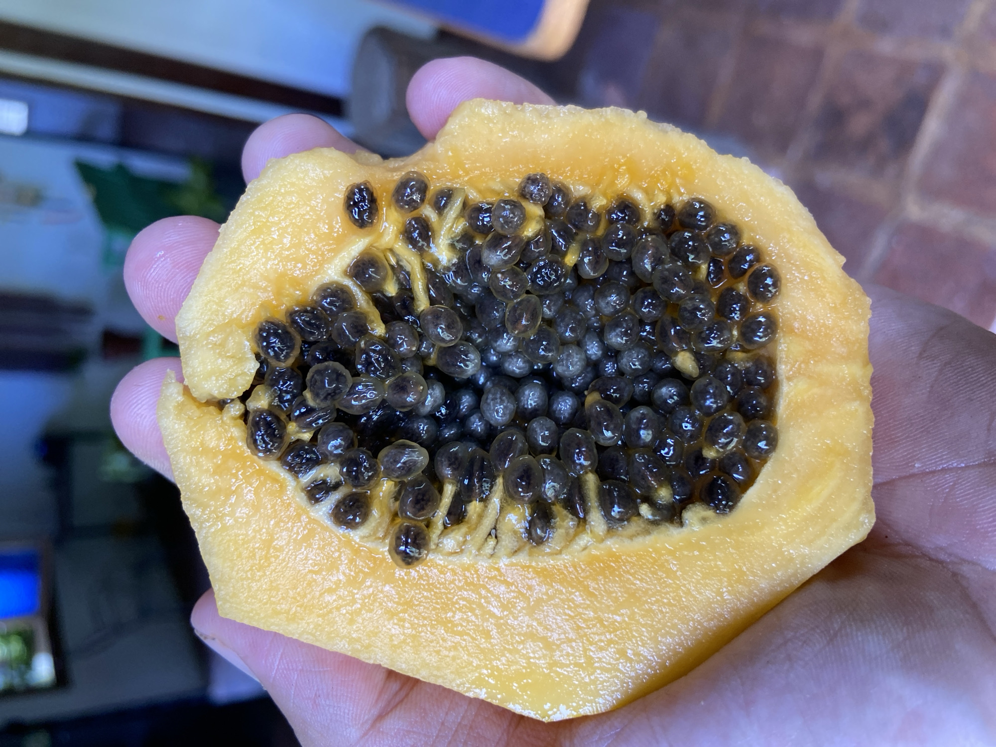A close-up image shows a hand holding a half-cut papaya fruit. The fruit is a bright orange color, and the interior is filled with a dense mass of black seeds. The hand holding the fruit is light-skinned. The background is blurry, showing glimpses of what appears to be a window and indoor setting. There is no specific information present in the image to indicate its location in Los Velásquez, Venezuela.
