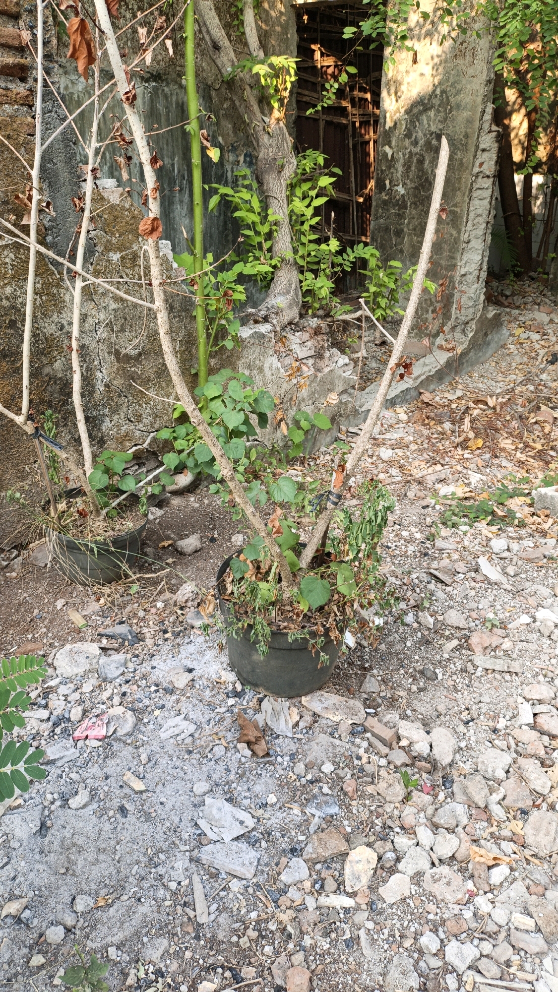 The image depicts an outdoor scene in Cikal, Indonesia, showing a neglected area with a broken concrete wall and debris on the ground. In the foreground, two potted plants are visible. The plant on the right appears dry and partially withered, with brown leaves and thin branches. The plant on the left is also somewhat dry, with a few green leaves remaining on its branches. Behind the potted plants, a tall, thin green stalk, possibly bamboo, grows alongside a larger, gnarled tree. Lush green foliage sprouts from the base of the tree and its trunk. The wall behind the vegetation is weathered and cracked, with evidence of crumbling brickwork at its base. The ground is covered with a mix of soil, gravel, broken concrete fragments, and dried leaves, suggesting an abandoned or unmaintained space. A dark opening in the wall in the background reveals a wooden structure, possibly a dilapidated doorway or window frame. Sunlight filters through the vegetation, casting shadows and highlighting certain areas of the scene.