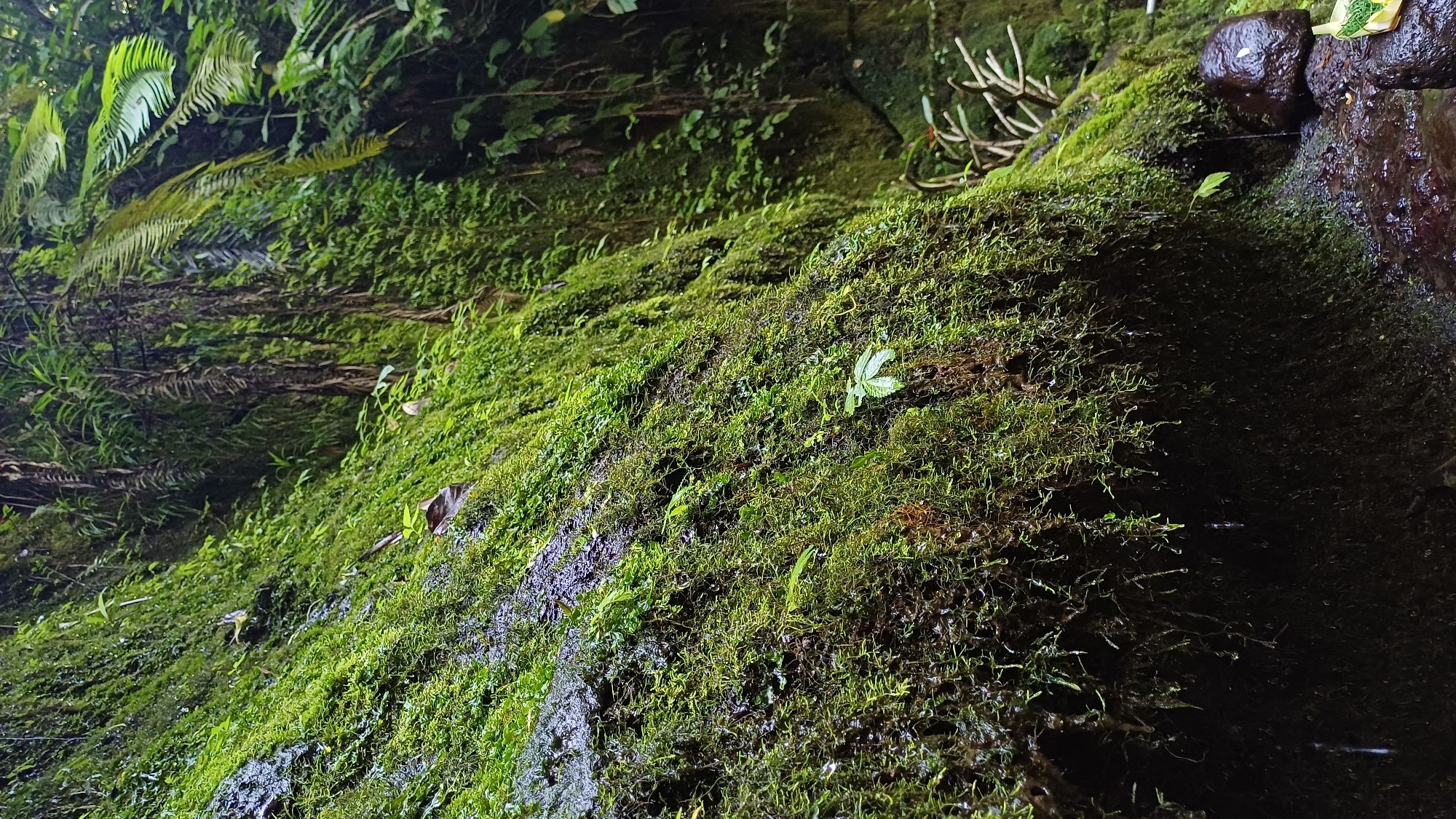 The image shows a moss-covered rock wall in Tegallalang, Indonesia. The moss is dense and green, with various types of small plants growing within it. Water is running down the rock, making the moss appear wet and shiny. The environment is humid and shaded.