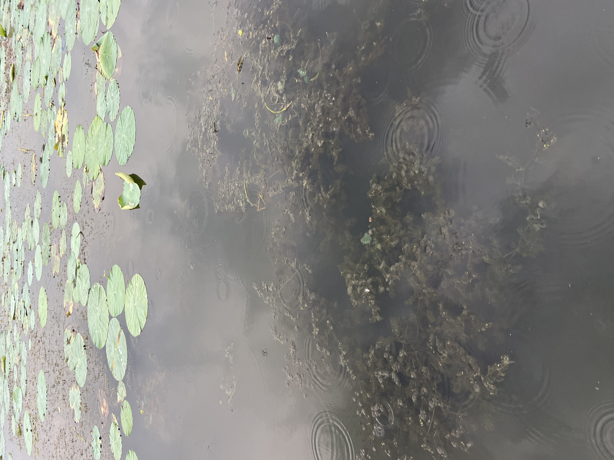 The image depicts a natural body of water, likely a lake or pond, filled with water lilies. The lily pads are mostly green, with some showing signs of yellowing. The water itself is murky and reflects the overcast sky. Ripples are visible on the surface, indicating that it is raining or has recently rained. Some aquatic vegetation is submerged beneath the surface, and a few fallen leaves are scattered among the lily pads. The scene appears to be located in a natural setting, with no visible man-made structures or people. Based on the visual information, the location could be the Dal Lake in Srinagar, India, which is known for its abundant water lilies and is often experienced with rain.