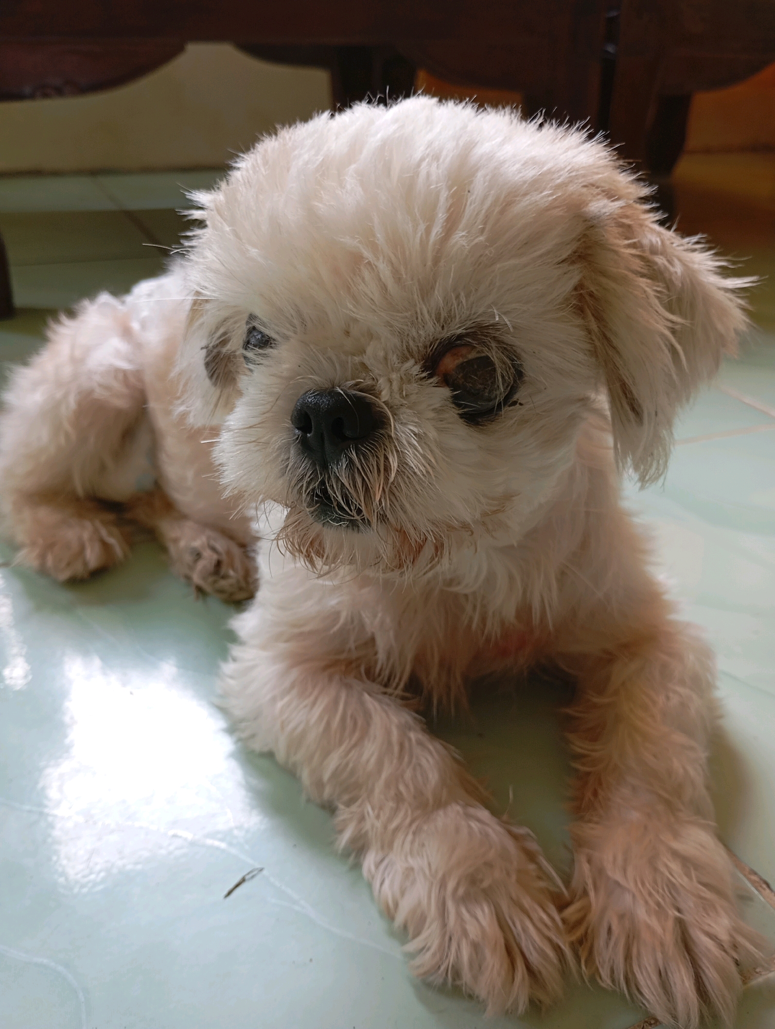 A small, light-colored dog with shaggy fur is lying on a pale green tiled floor. The dog's fur is somewhat matted, and there appear to be some dark spots on its face and around its eyes. The dog's eyes are dark, and one eye seems to be partially closed or obscured. Its nose is black and appears wet. Its mouth is slightly open, revealing a pink tongue. The dog is facing forward, with its paws extended in front of it. In the background, a dark wooden piece of furniture is visible. The lighting suggests an indoor setting. The image does not contain any information about the city of Balikpapan, Indonesia.